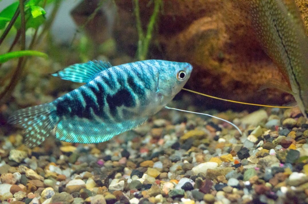 https://www.petlandracine.com/fish/blue-gourami/