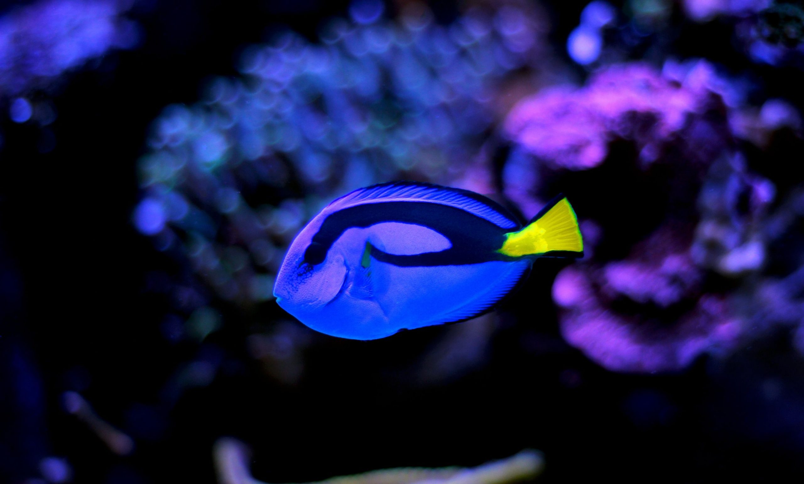 https://www.petlandracine.com/fish/blue-hippo-tang/