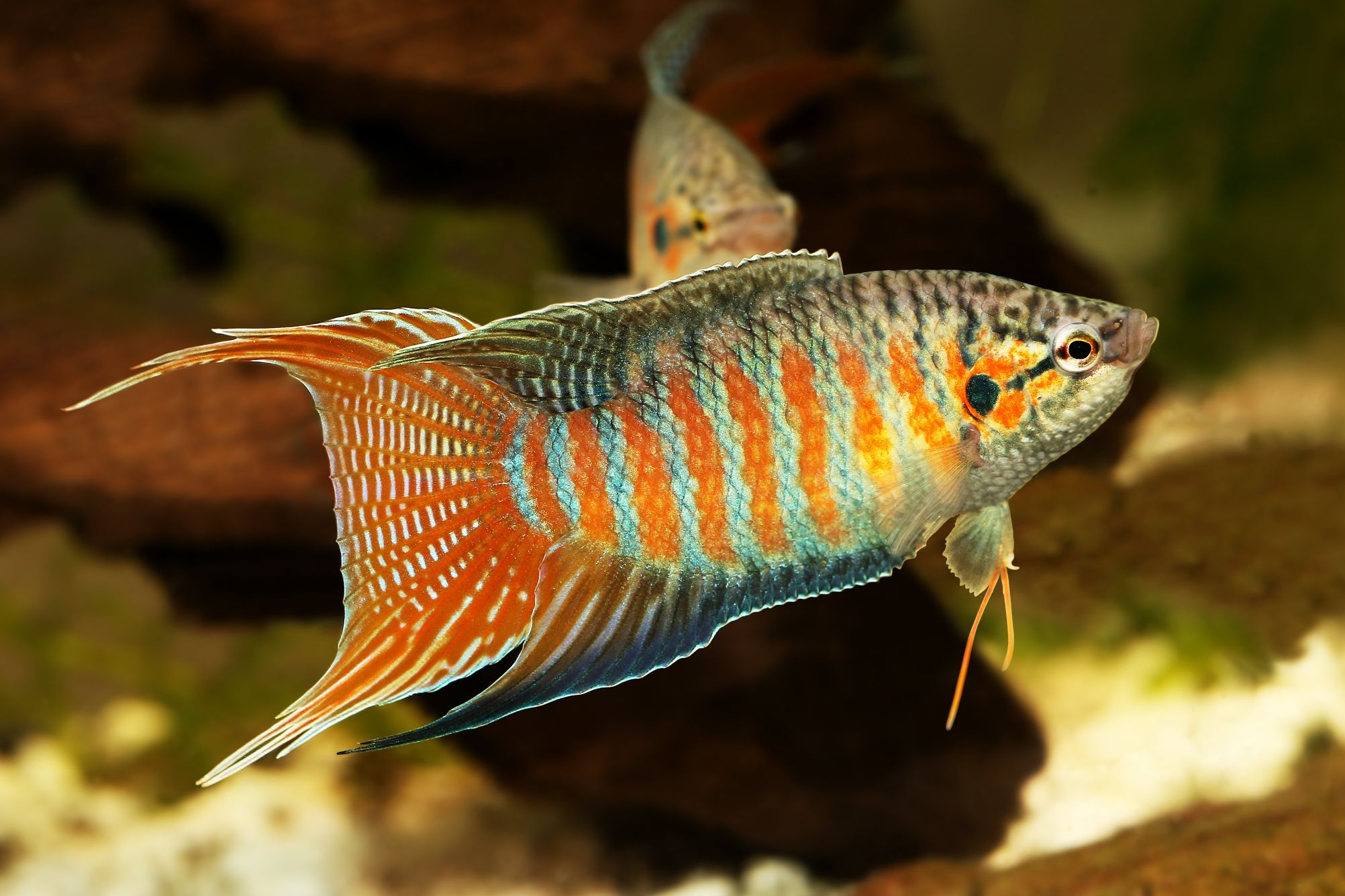 Gourami