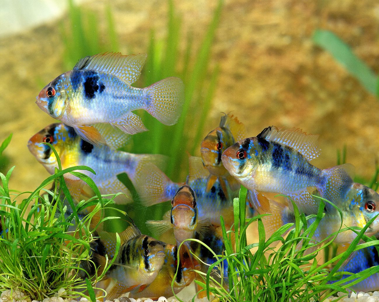 https://www.petlandracine.com/fish/blue-ram/