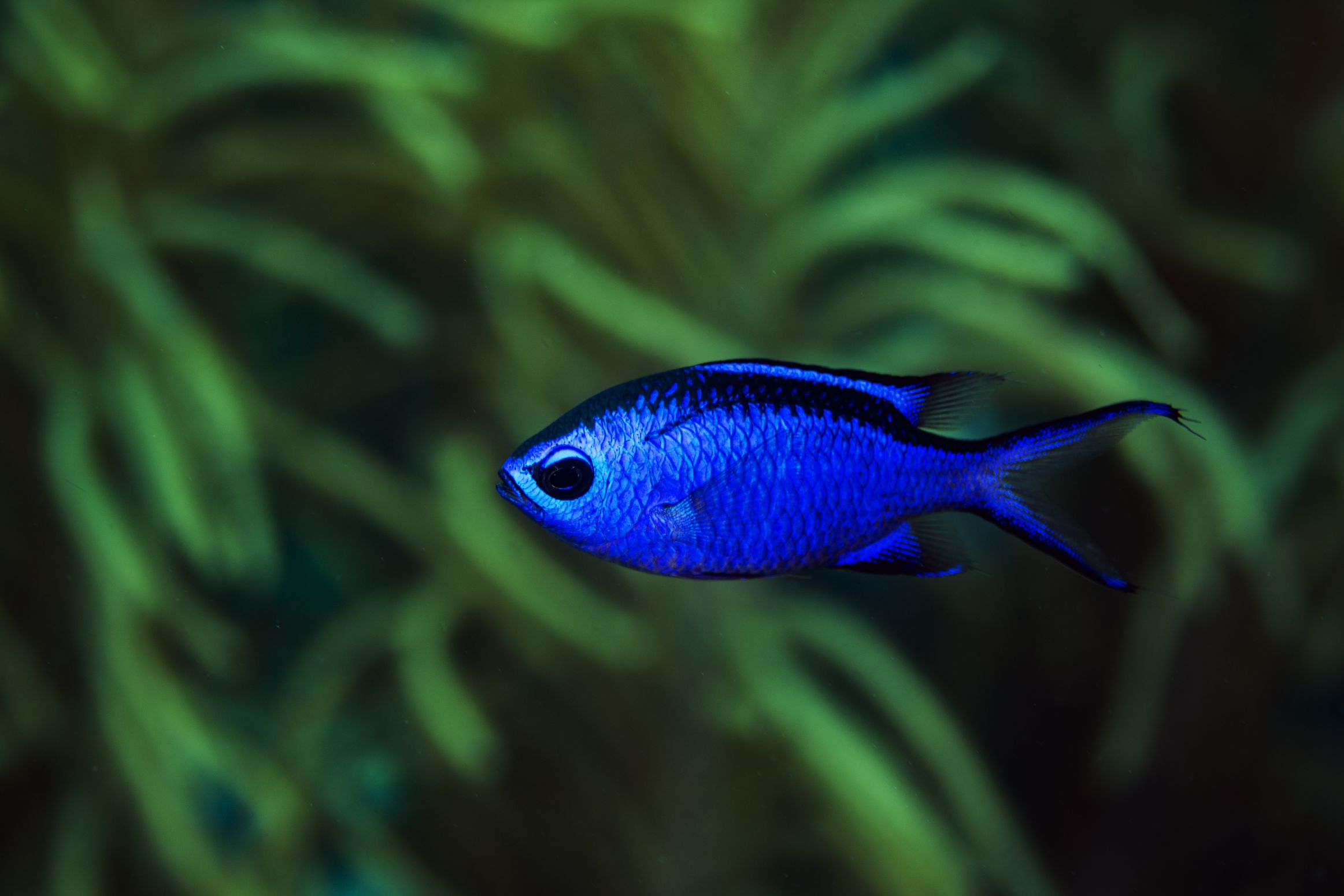 https://www.petlandracine.com/fish/blue-reef-chromis/