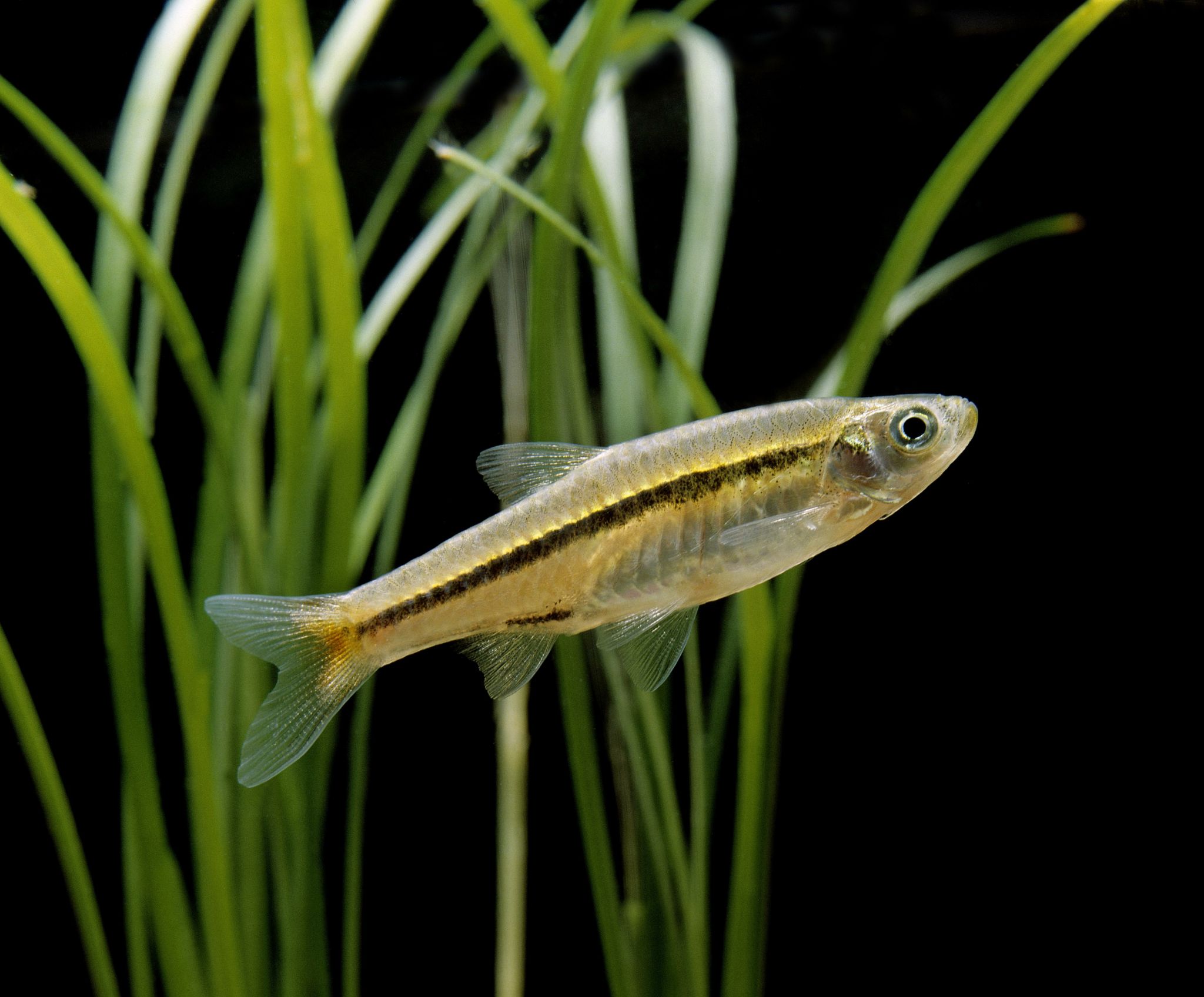 Brilliant Rasbora Petland Racine, WI