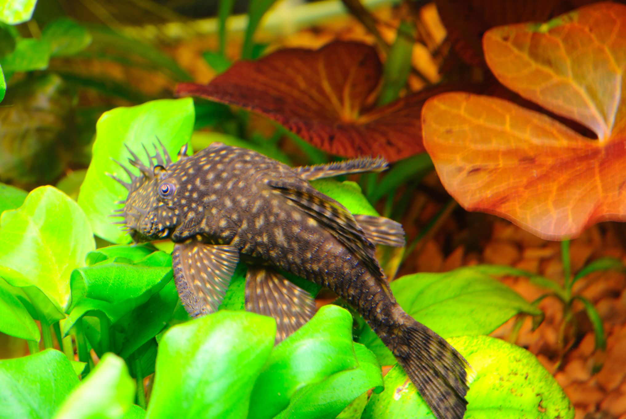 https://www.petlandracine.com/fish/bristlenose-pleco/