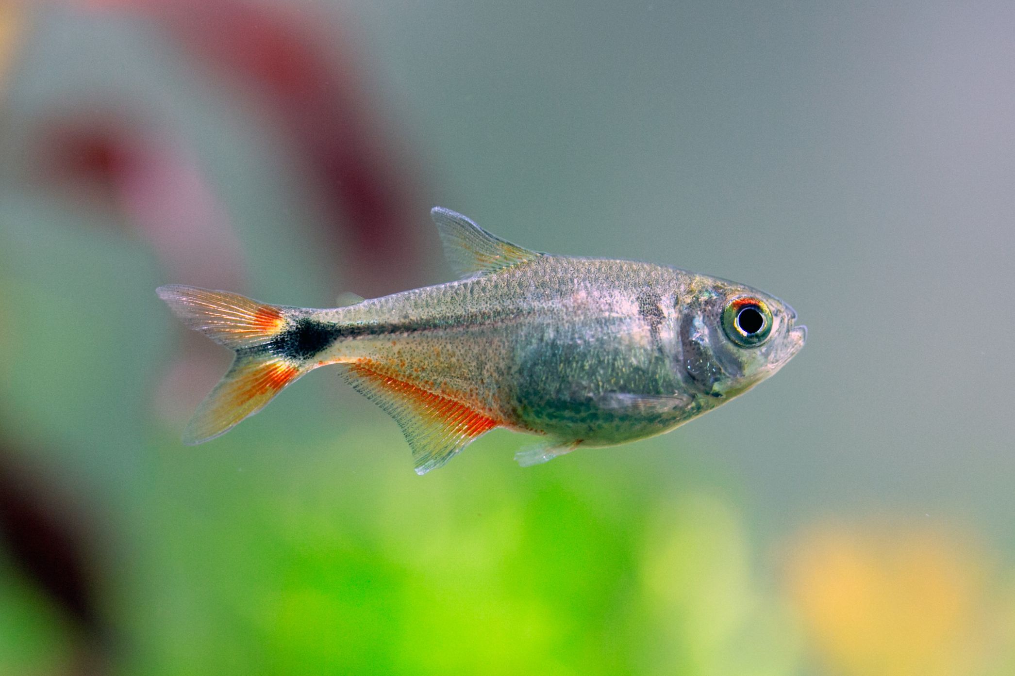 https://www.petlandracine.com/fish/buenos-aires-tetra/