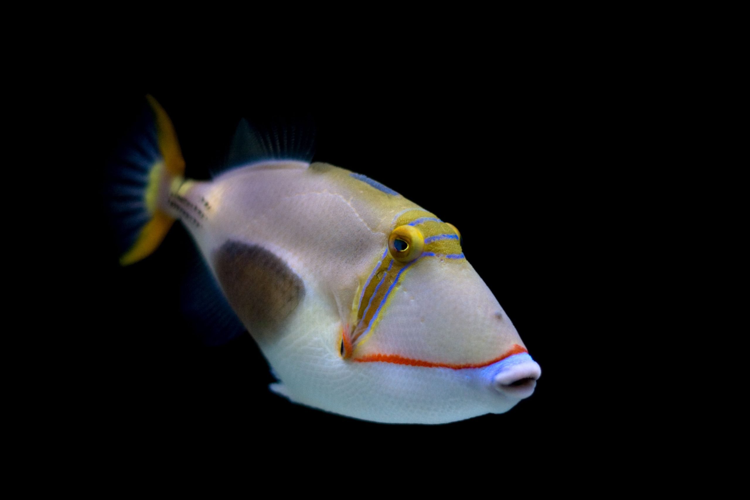 https://www.petlandracine.com/fish/bursa-triggerfish/