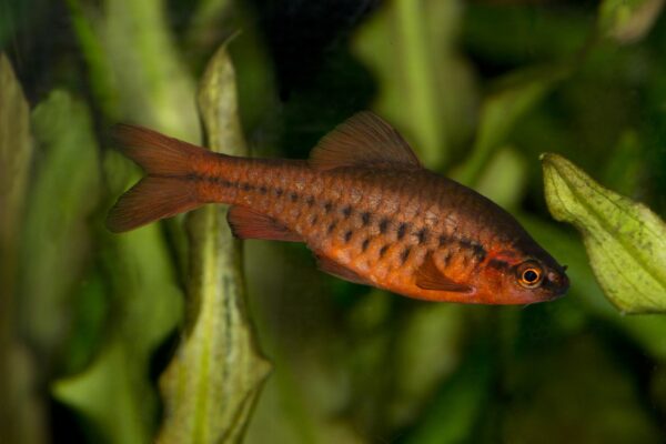 Cherry Barb