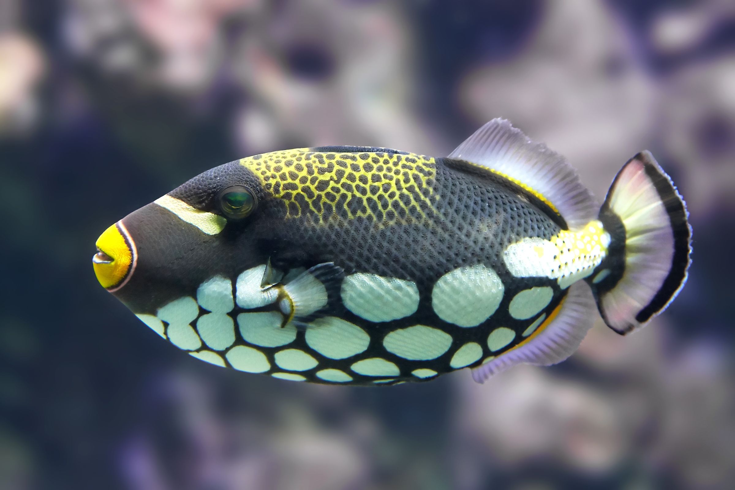 https://www.petlandracine.com/fish/clown-trigger/