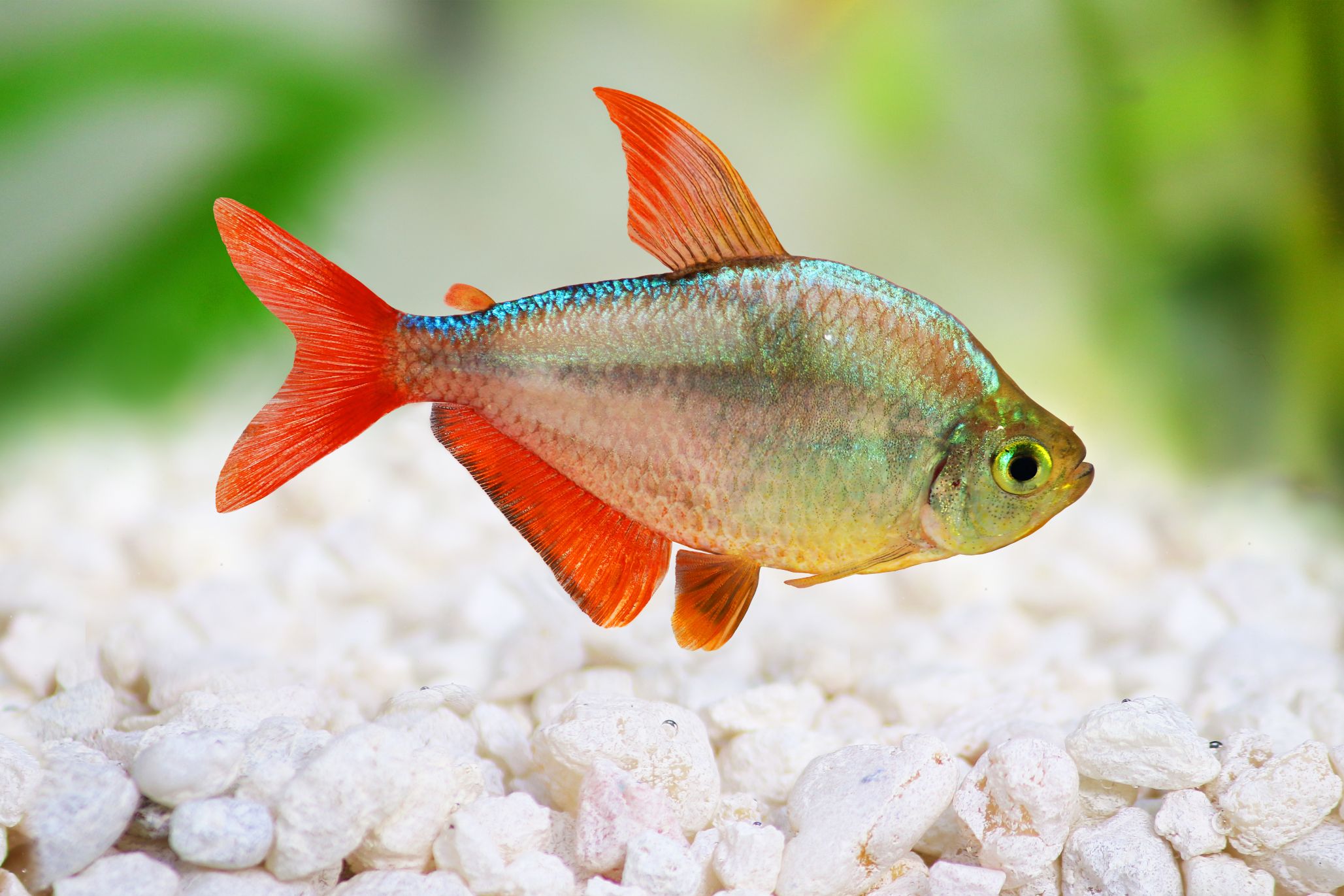 https://www.petlandracine.com/fish/columbian-tetra/