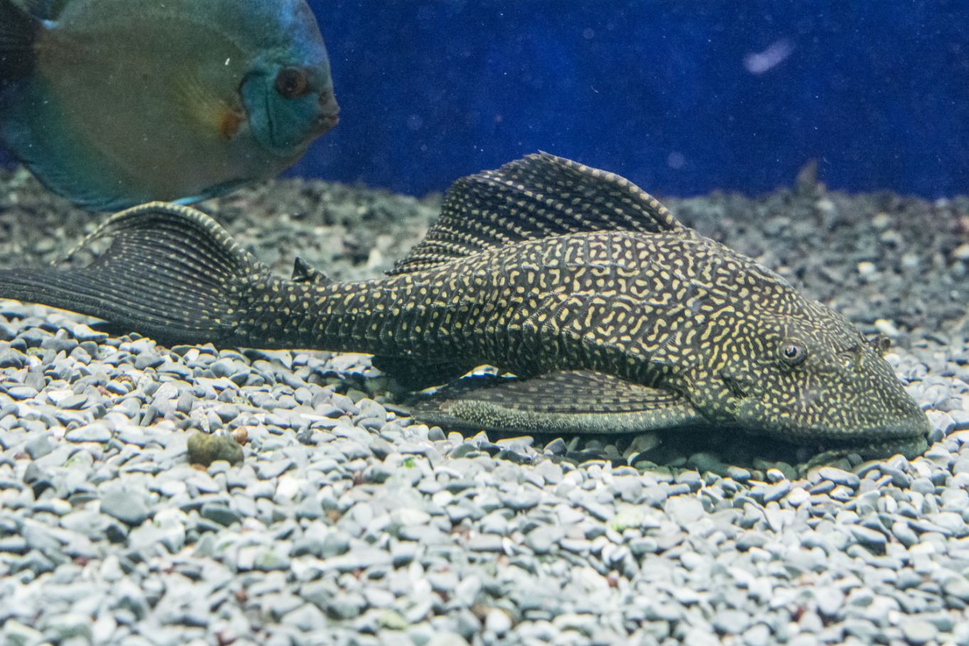 https://www.petlandracine.com/fish/common-pleco/