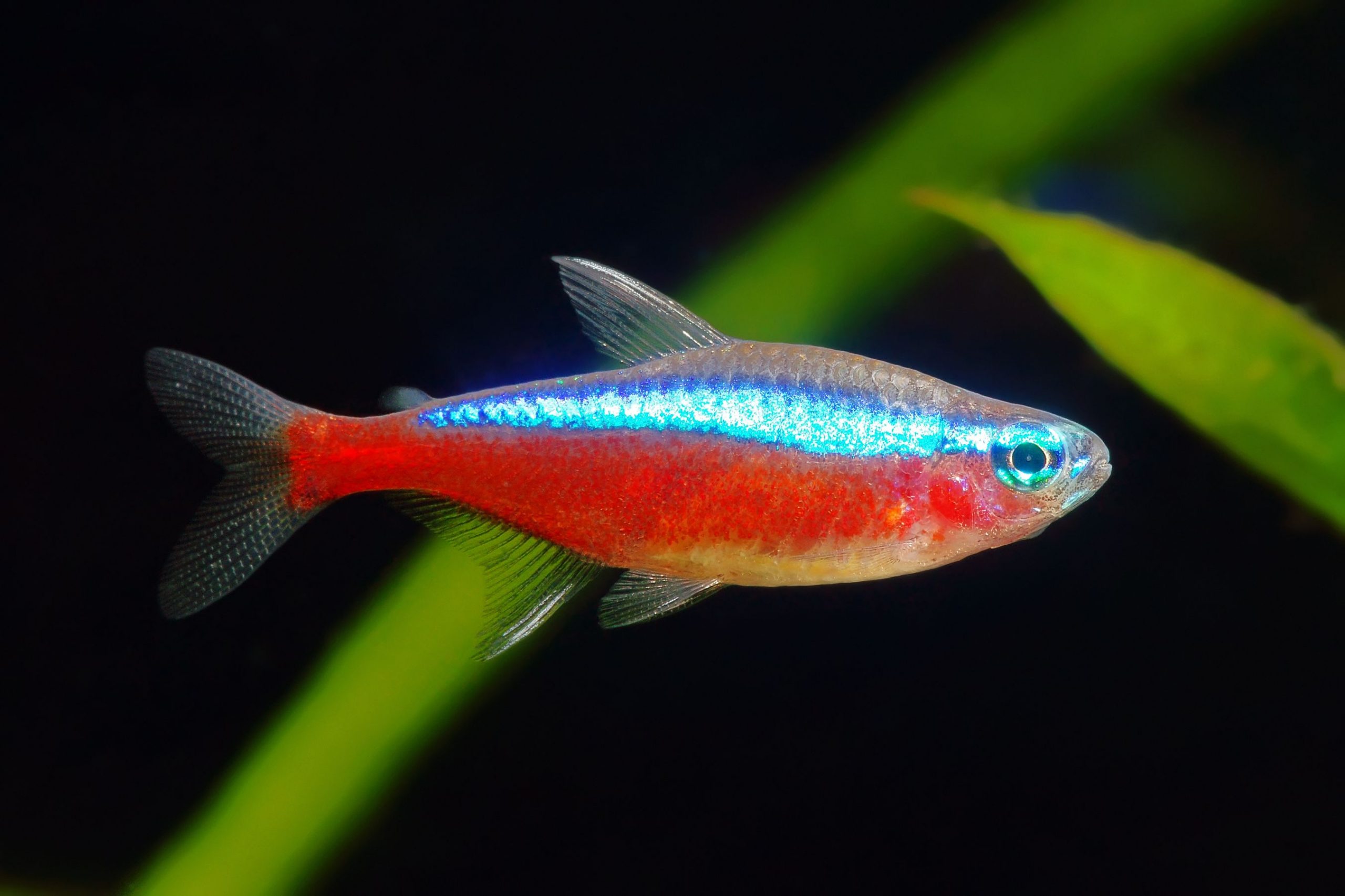 https://www.petlandracine.com/fish/congo-tetra/