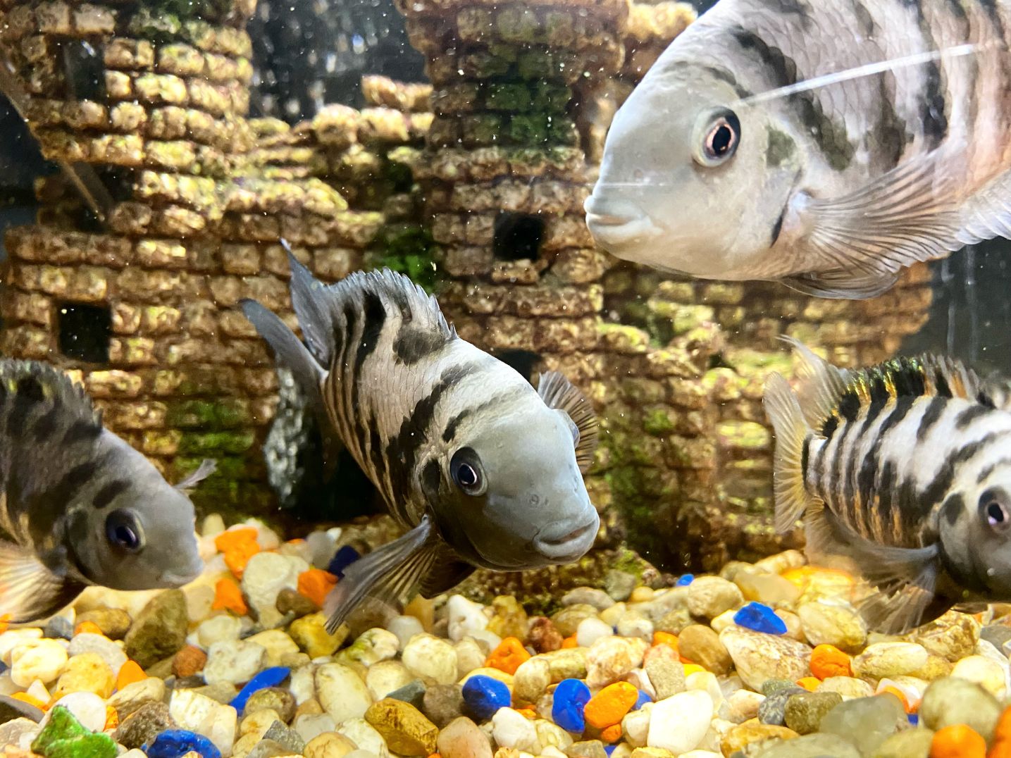 https://www.petlandracine.com/fish/convict-cichlid/