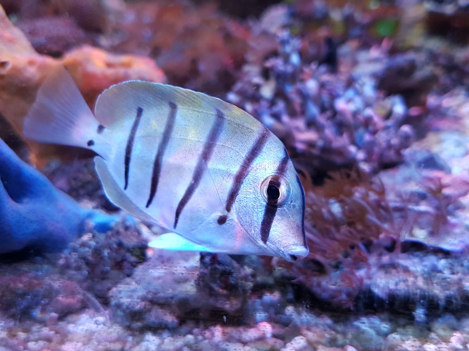 https://www.petlandracine.com/fish/convict-tang/