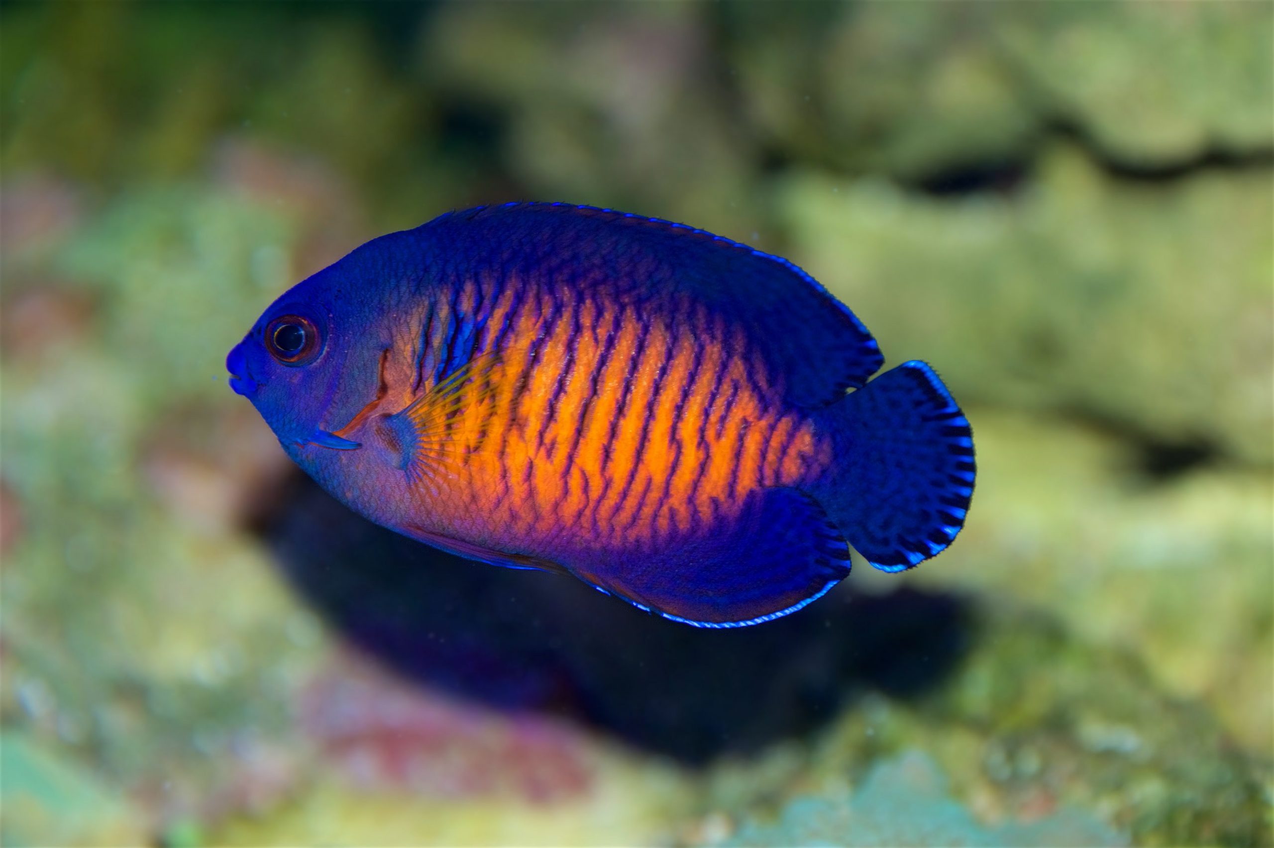 https://www.petlandracine.com/fish/coral-beauty-angelfish/