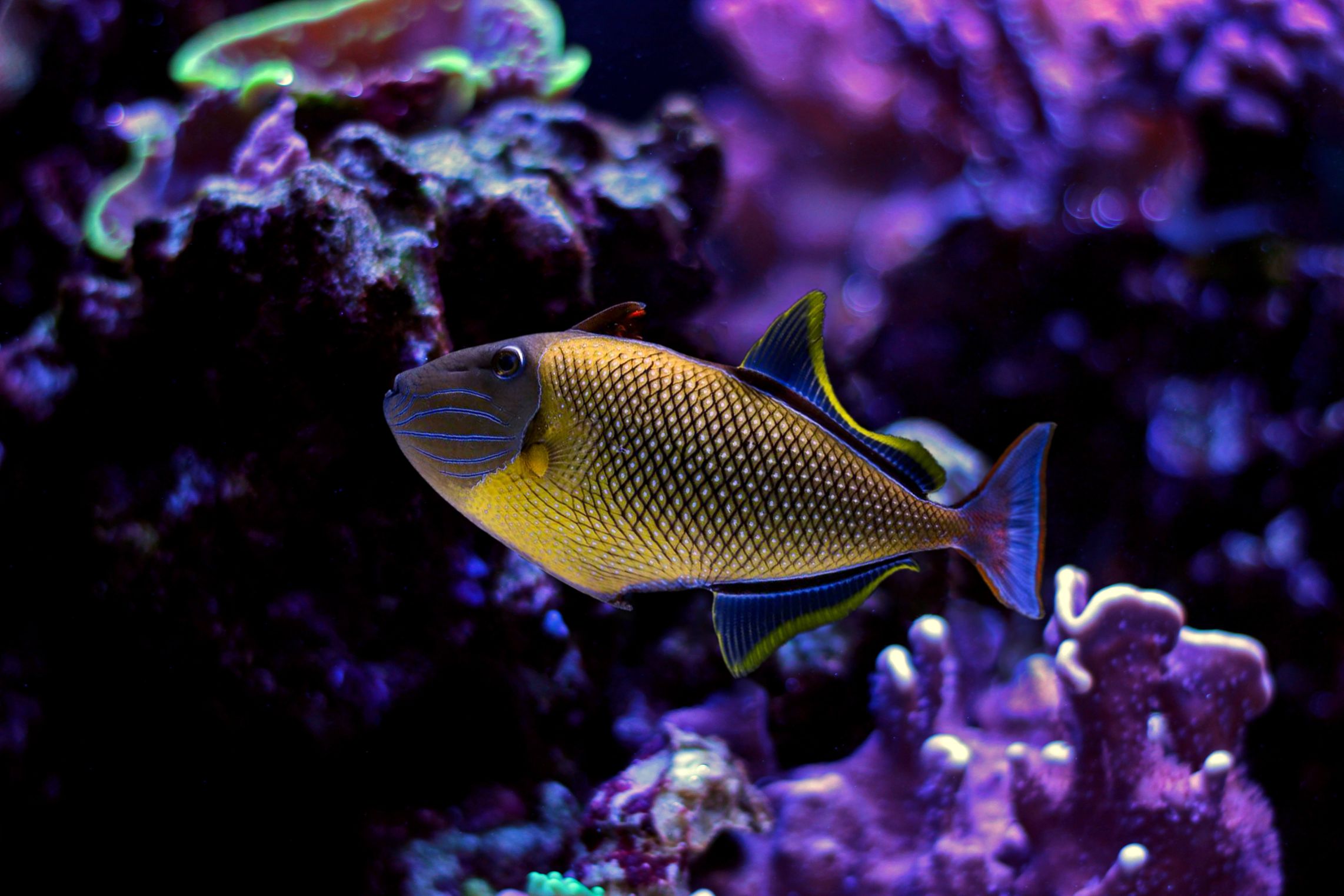 https://www.petlandracine.com/fish/cross-hatch-triggerfish/