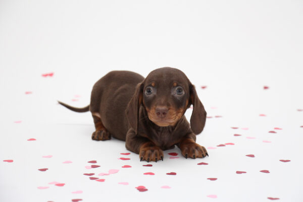 The Dachshund: Remarkable Facts about this Fierce Breed