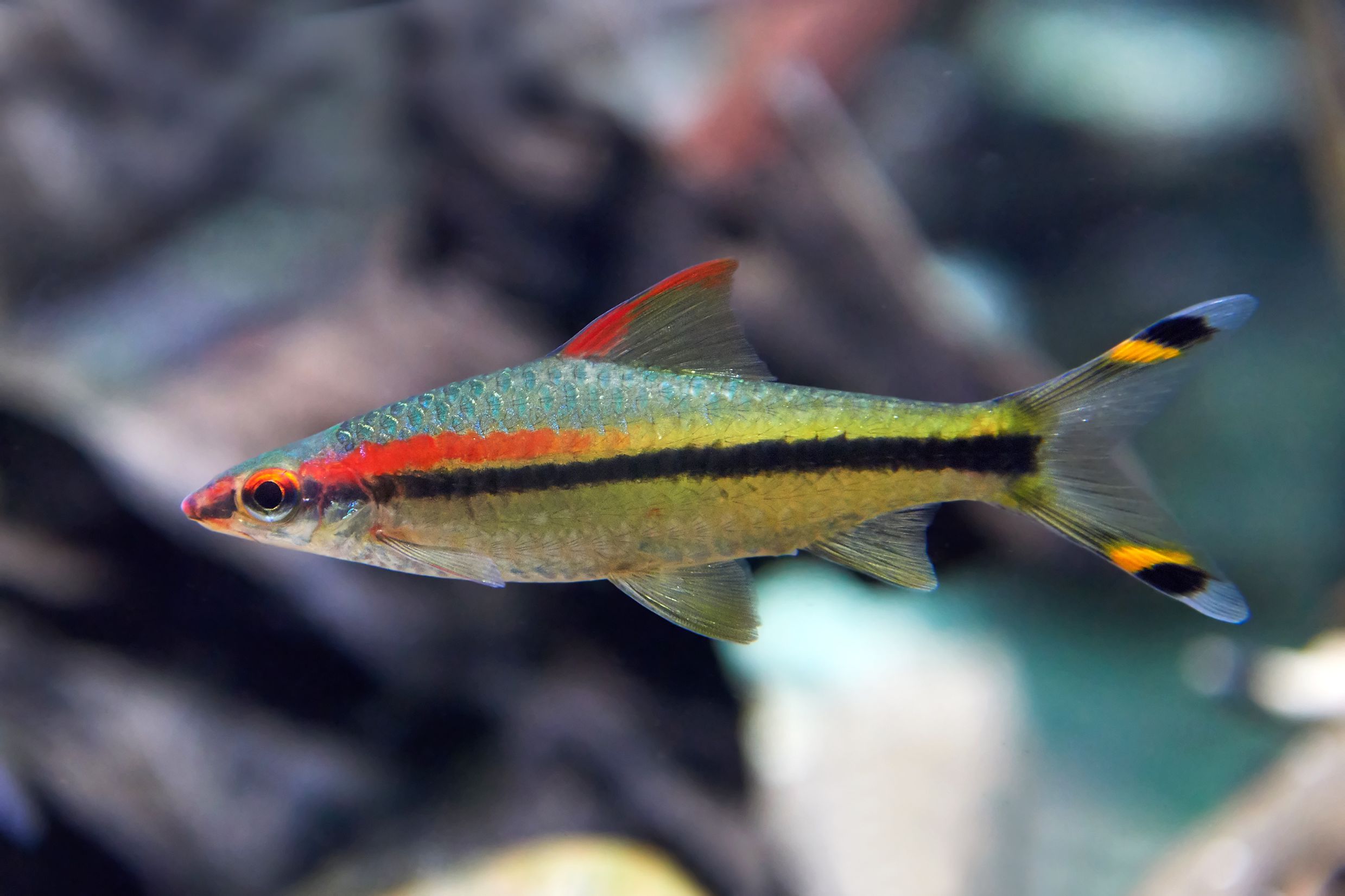Denneson Barb