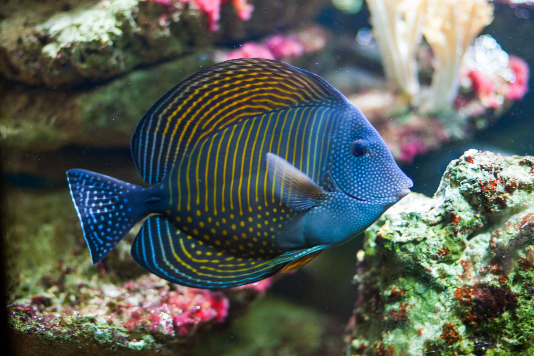 https://www.petlandracine.com/fish/desjardinii-sailfin-tang/