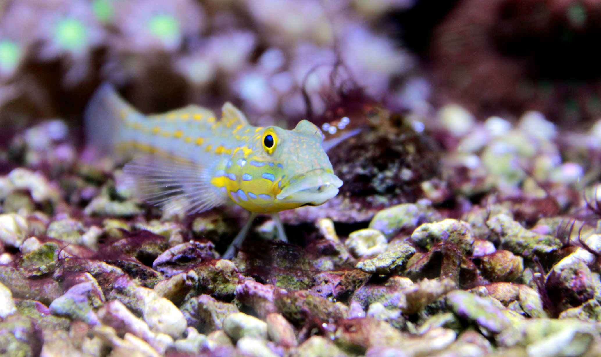 https://www.petlandracine.com/fish/diamond-goby/