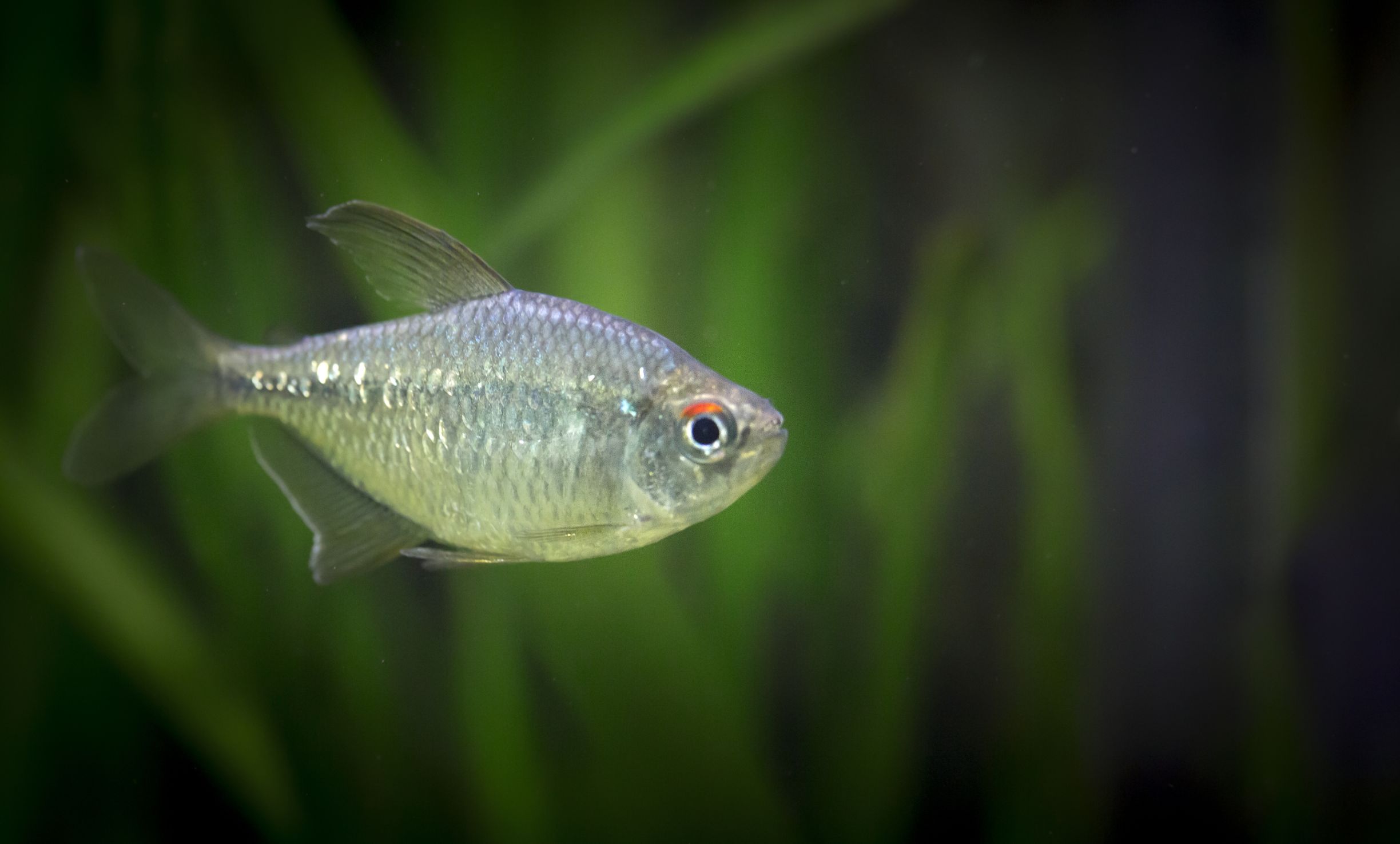 https://www.petlandracine.com/fish/diamond-tetra/