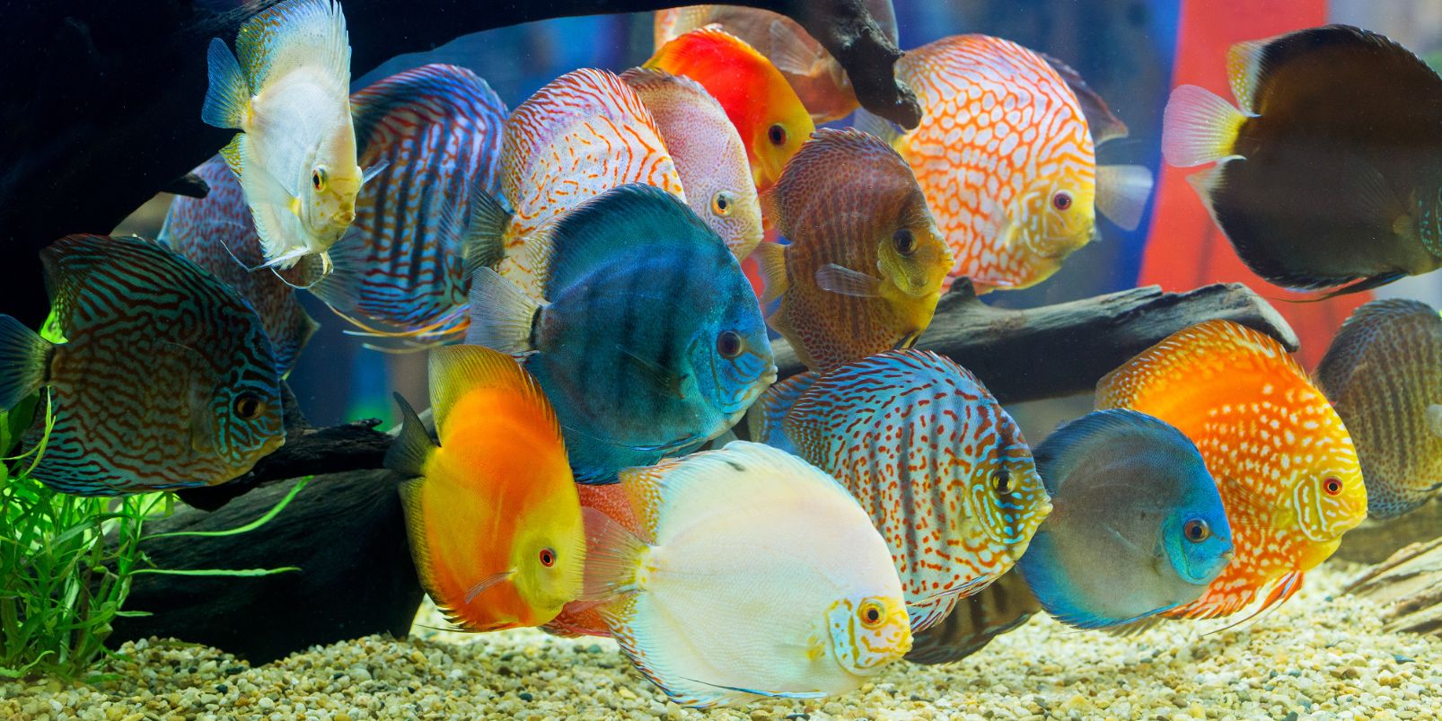 https://www.petlandracine.com/fish/discus/