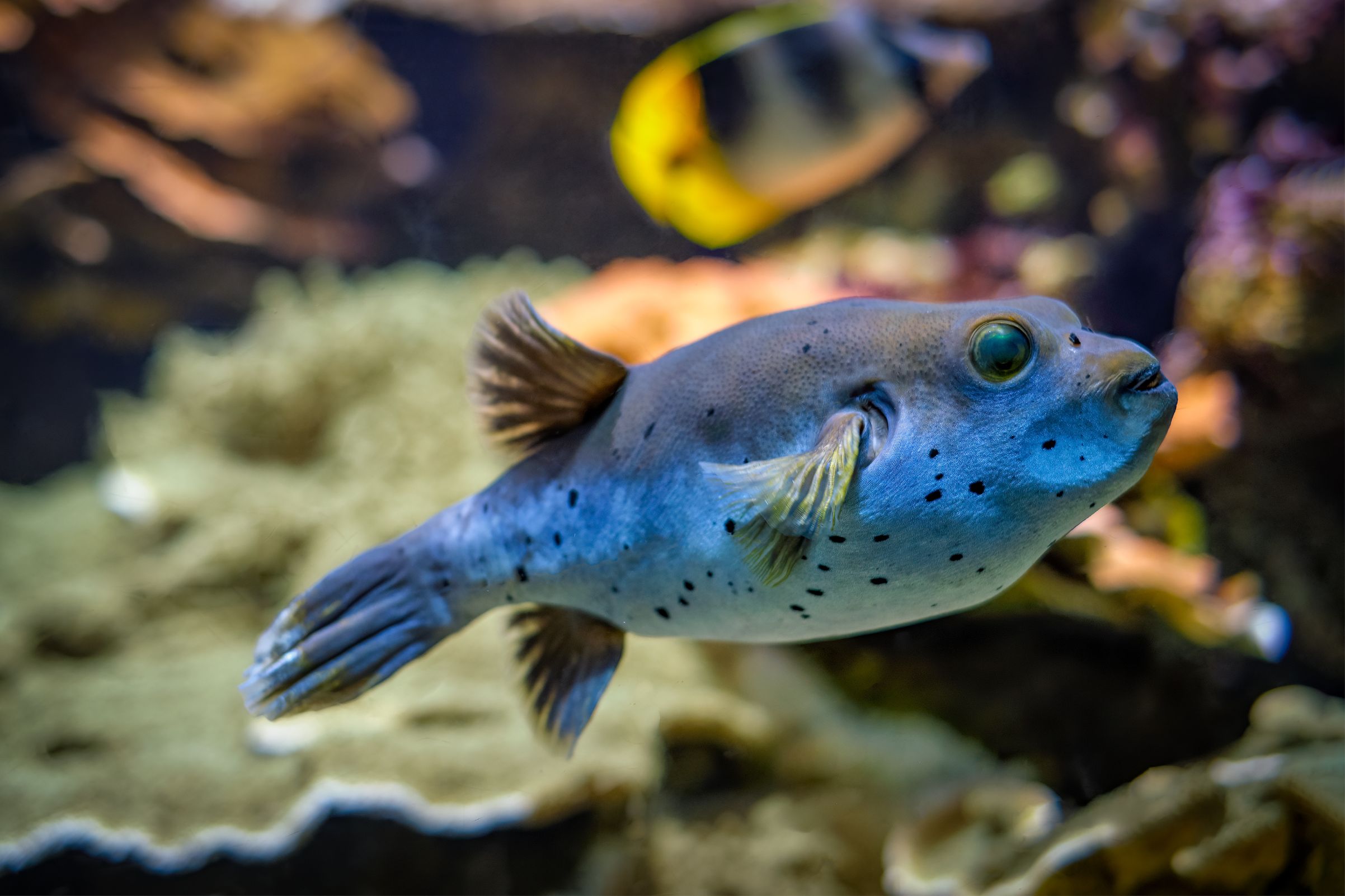 https://www.petlandracine.com/fish/dogface-puffer/