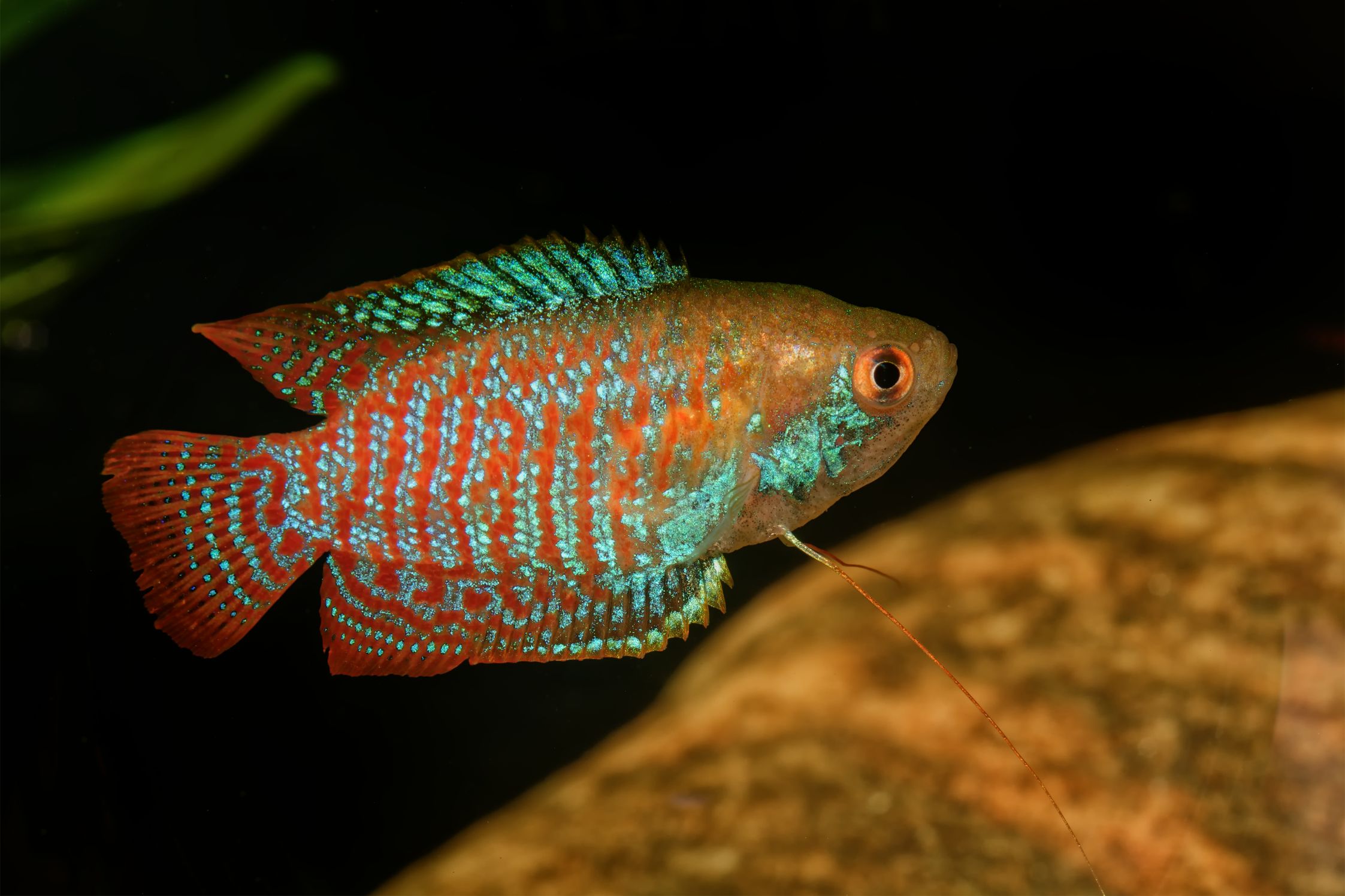 https://www.petlandracine.com/fish/dwarf-gourami/