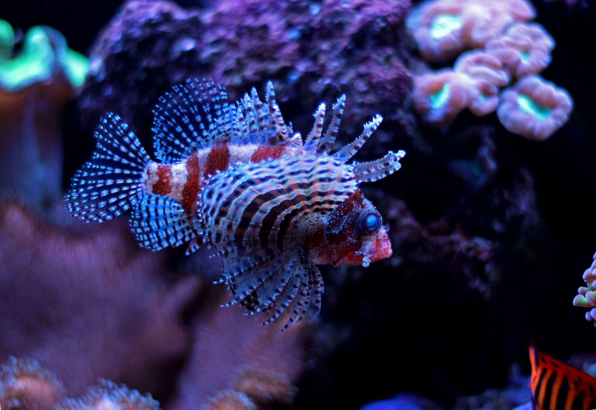 https://www.petlandracine.com/fish/dwarf-fuzzy-lionfish/