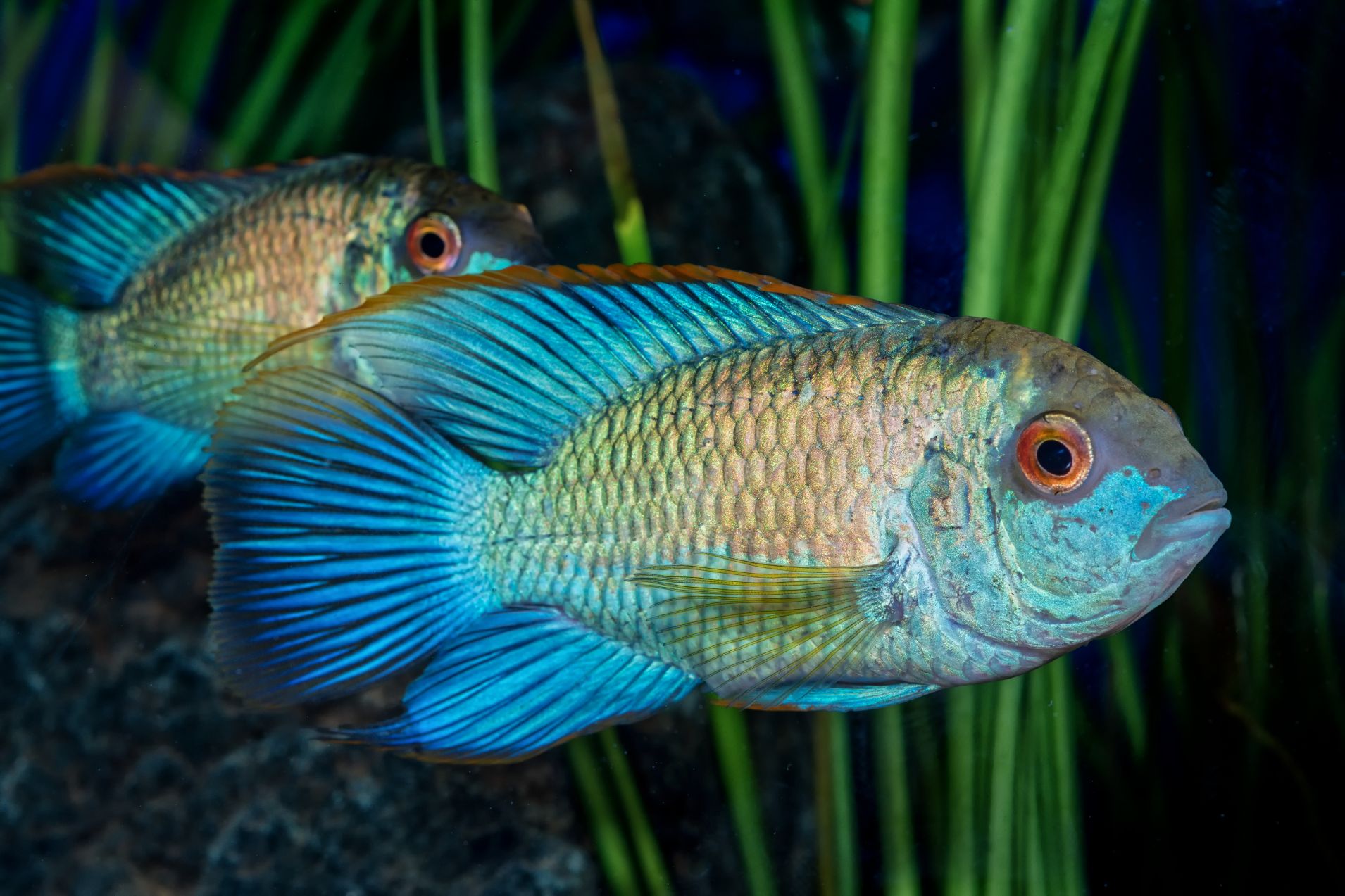 https://www.petlandracine.com/fish/electric-blue-acara/