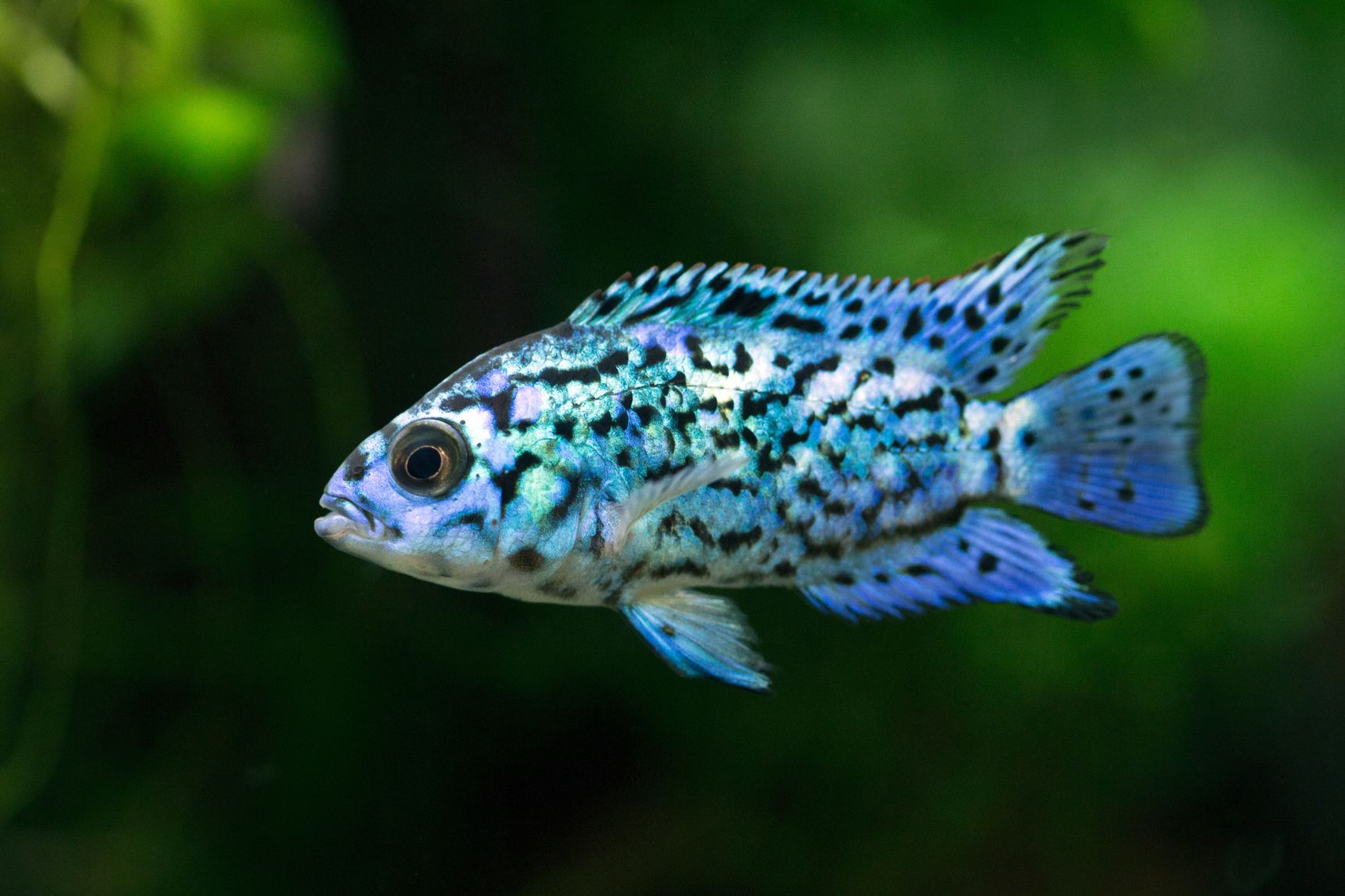 https://www.petlandracine.com/fish/electric-blue-jack-dempsey/