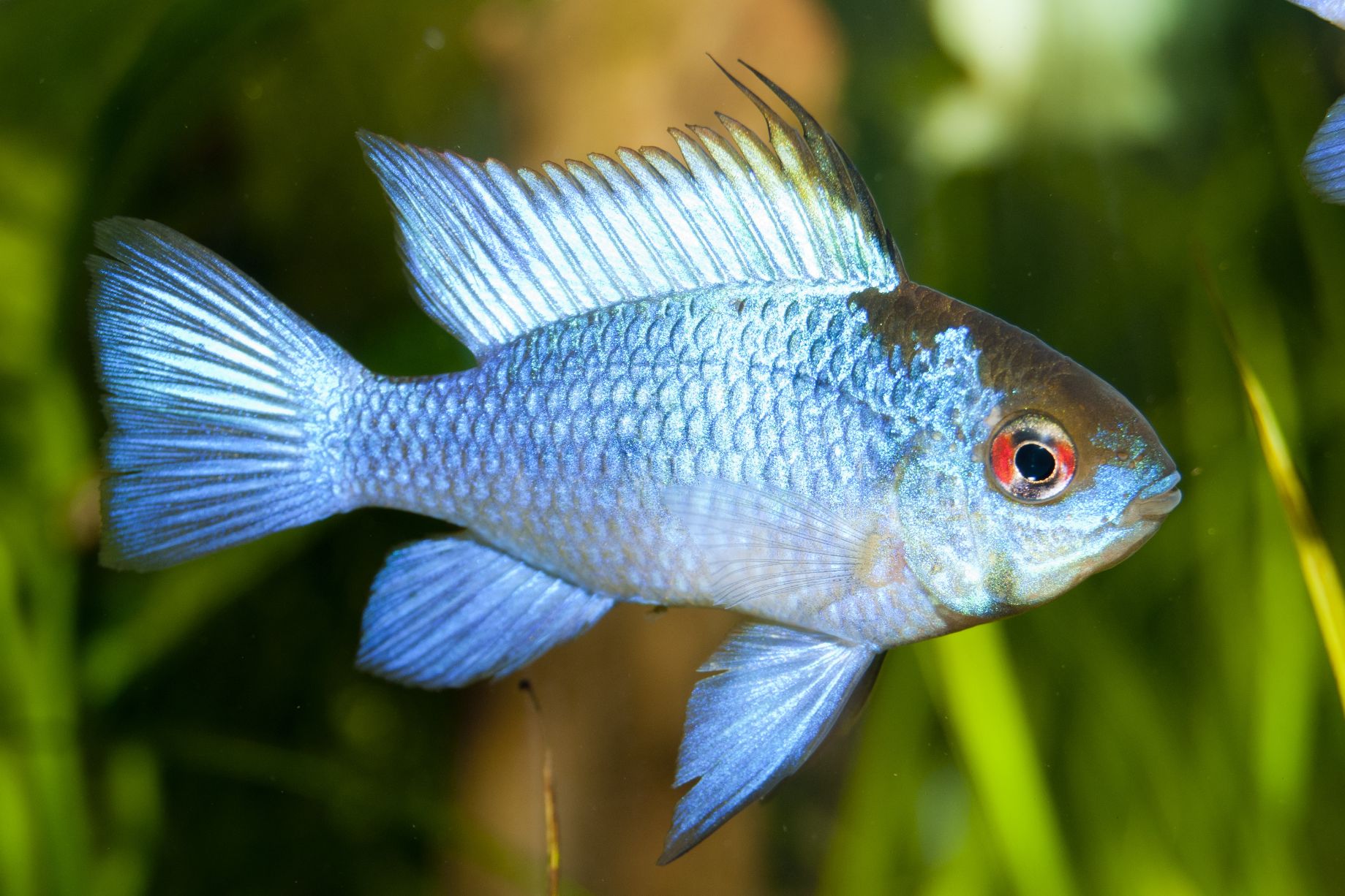 Dwarf Cichlids