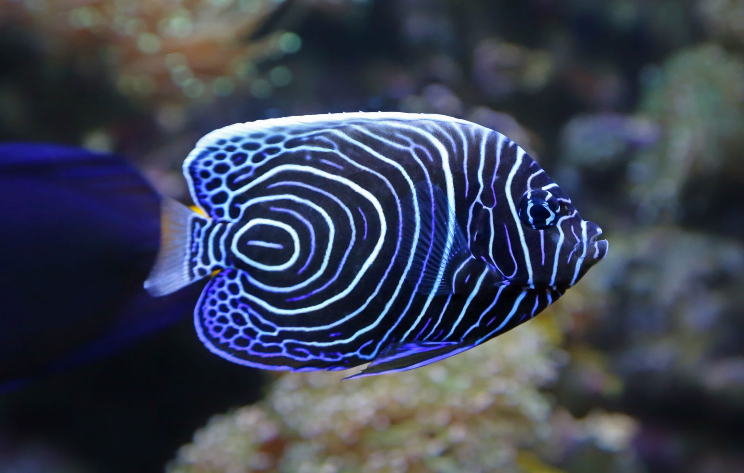 Angelfish