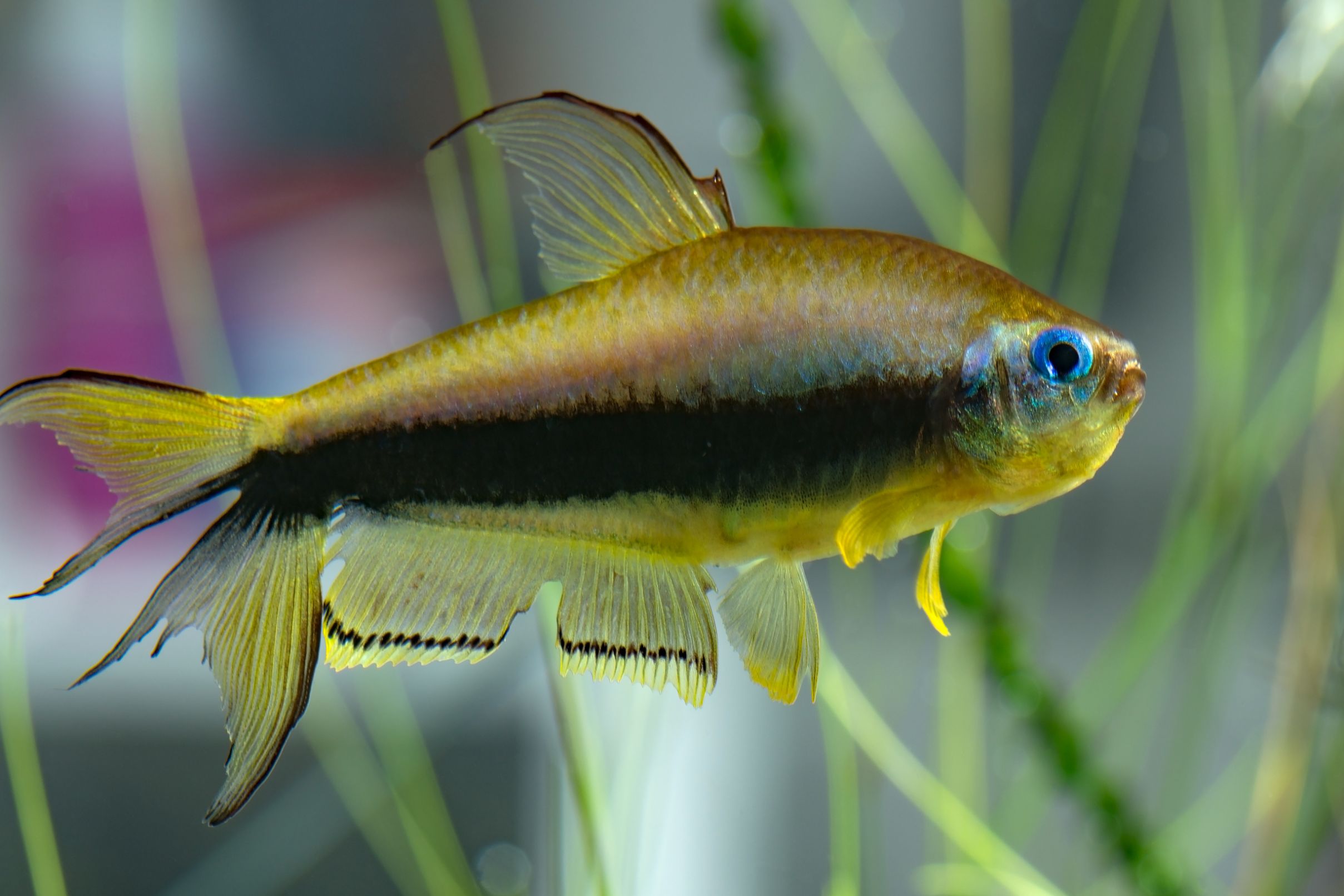 https://www.petlandracine.com/fish/emporer-tetra/