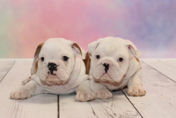 The English Bulldog – Fun Facts About this Snorty Breed!