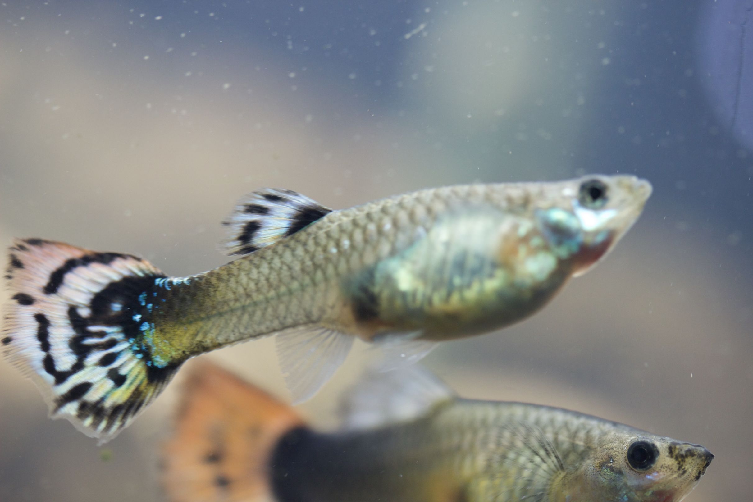 Pet Store Banner