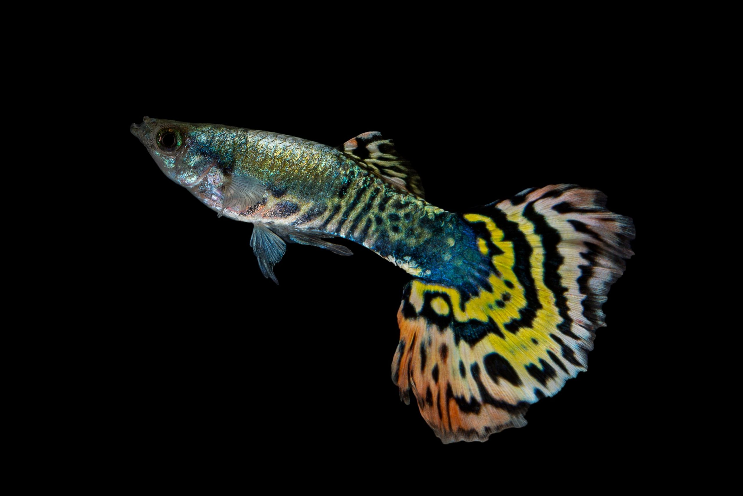 https://www.petlandracine.com/fish/fancy-male/