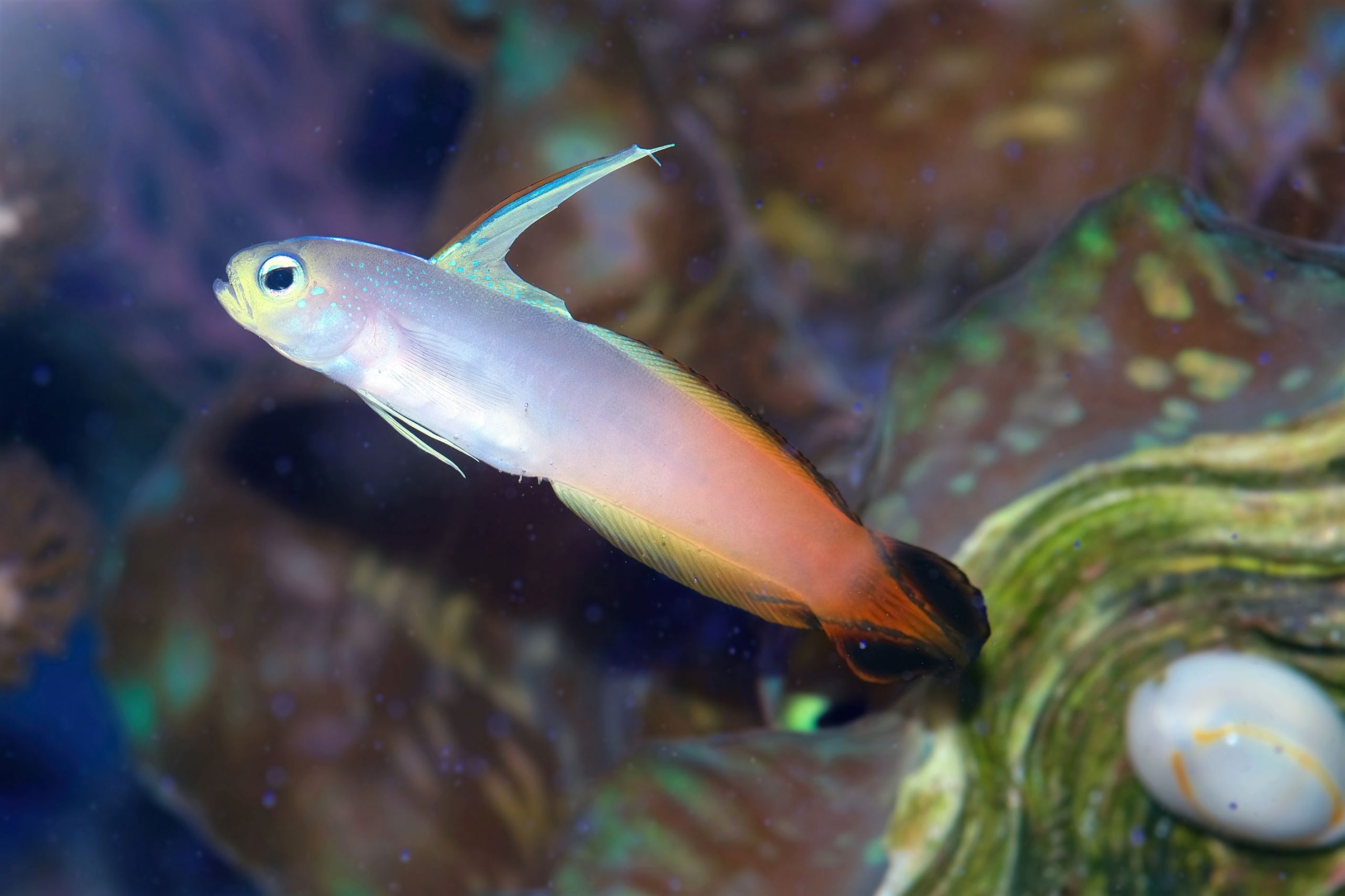 https://www.petlandracine.com/fish/firefish-goby/