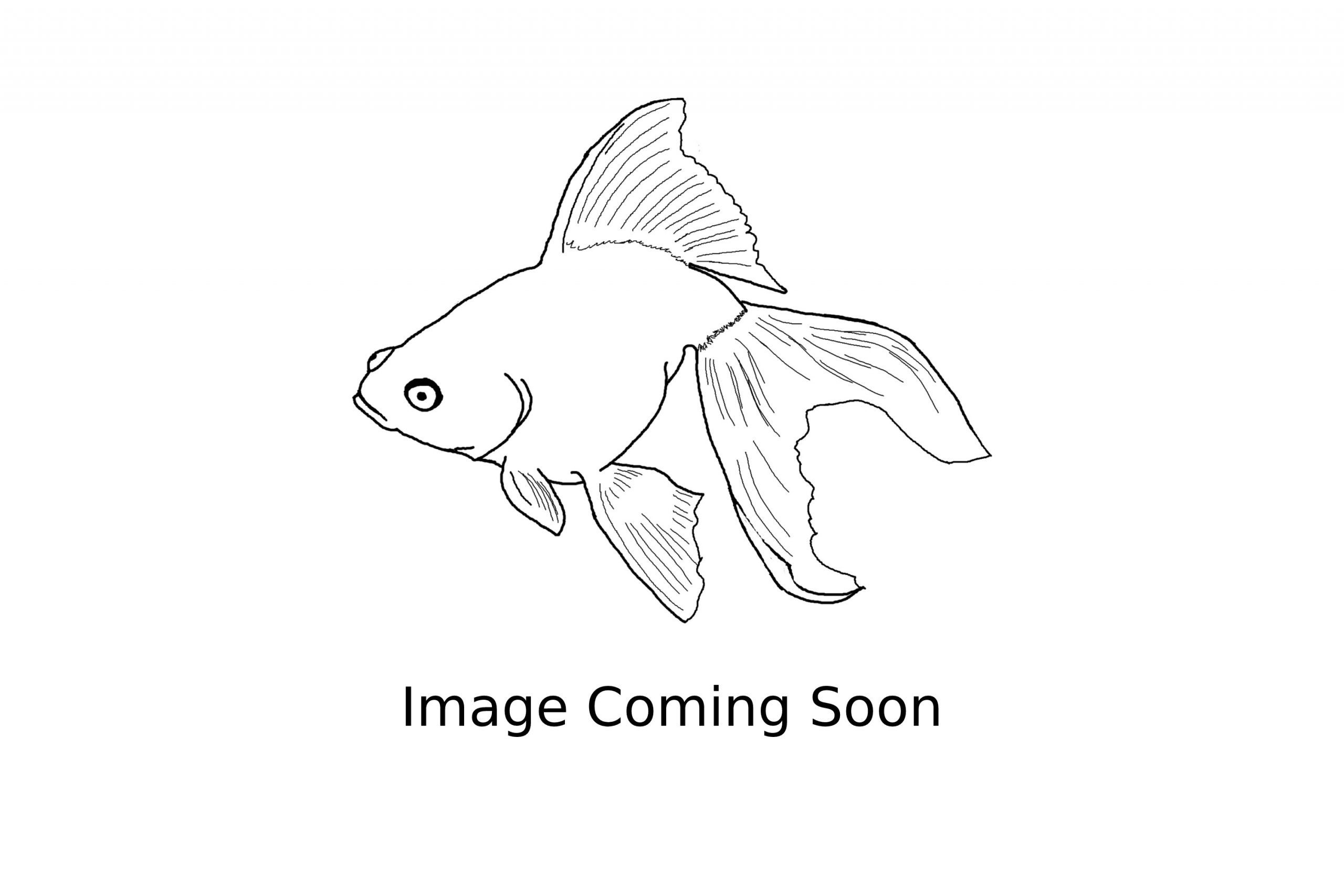 https://www.petlandracine.com/fish/hardwickii-wrasse/