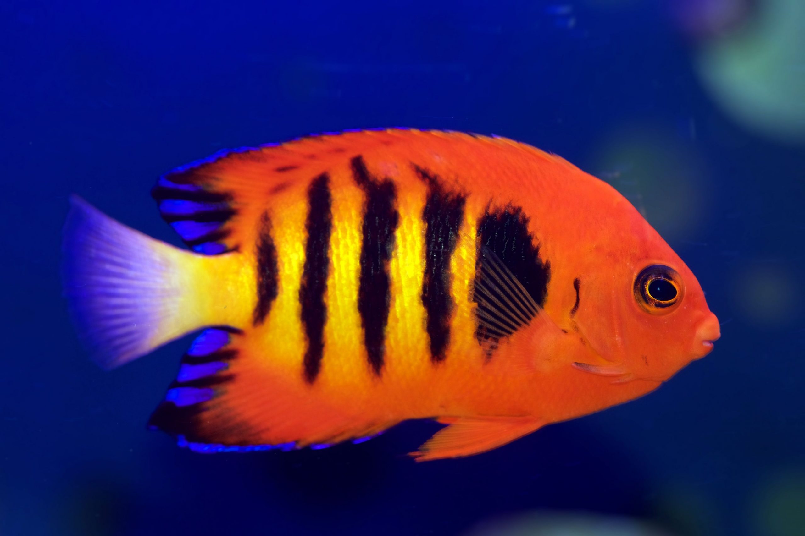 https://www.petlandracine.com/fish/flame-angel/