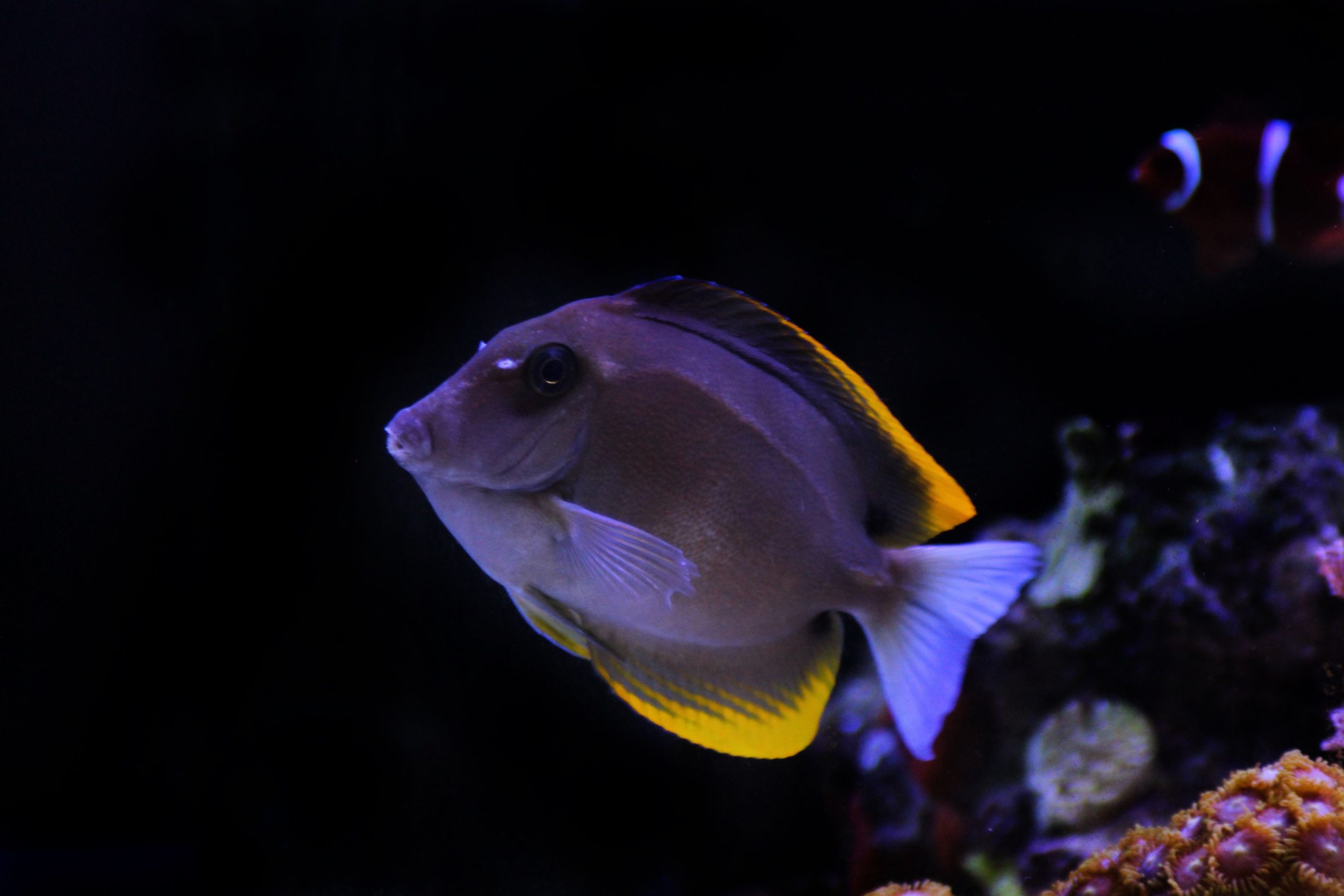 https://www.petlandracine.com/fish/flame-fin-tomini-tang/