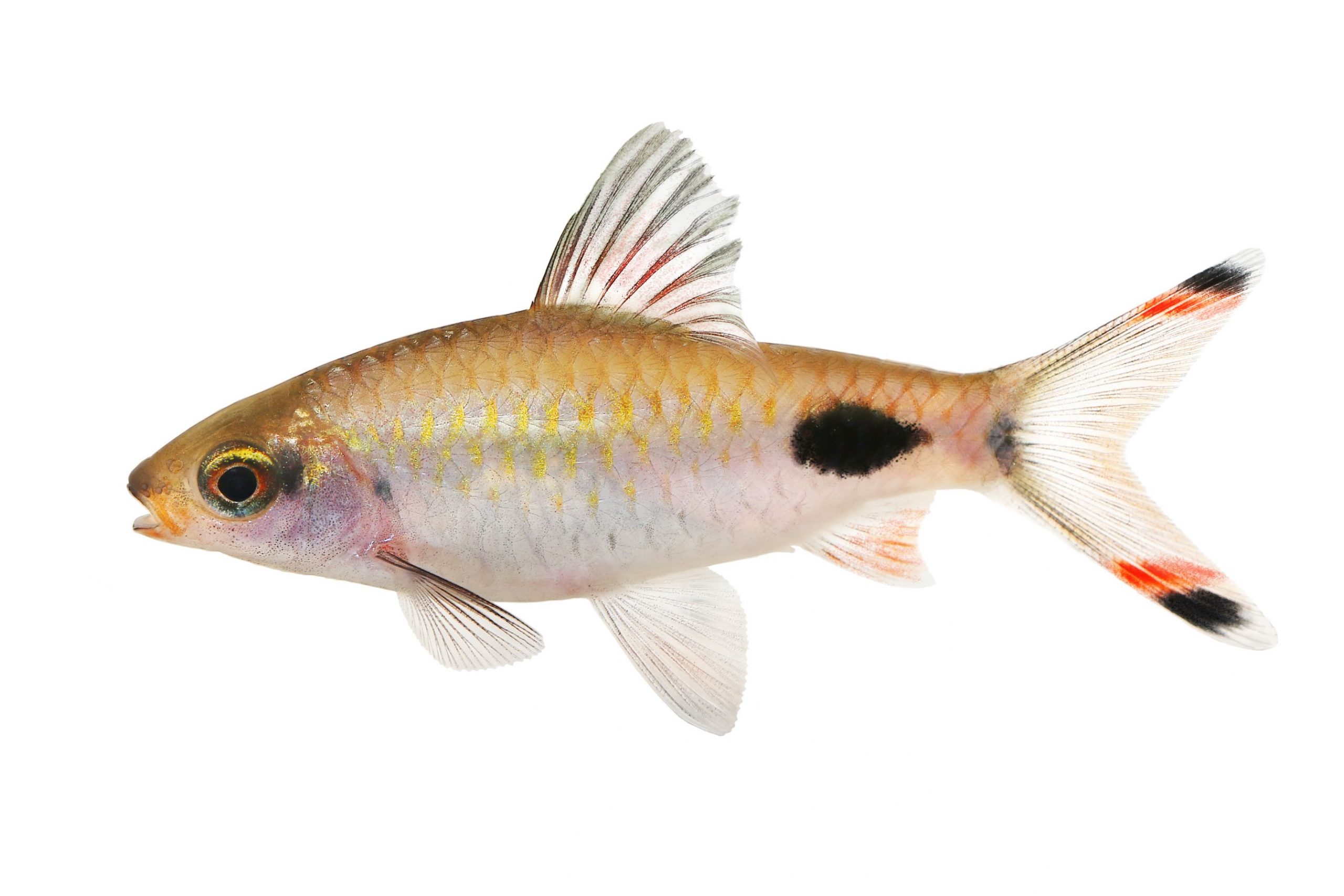 Filament Barb