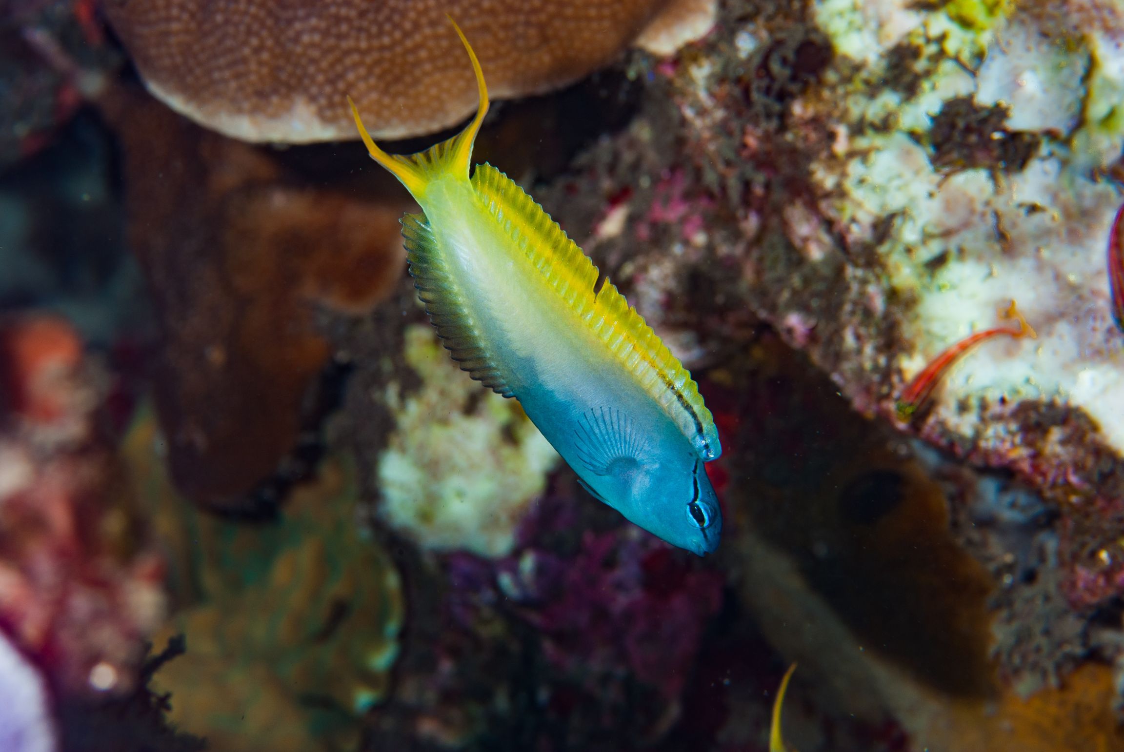 https://www.petlandracine.com/fish/forktail-blenny/