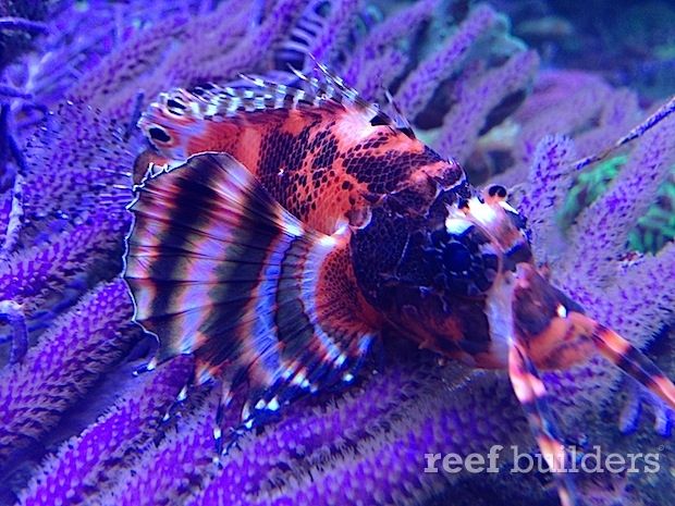 https://www.petlandracine.com/fish/fumanchu-lionfish/