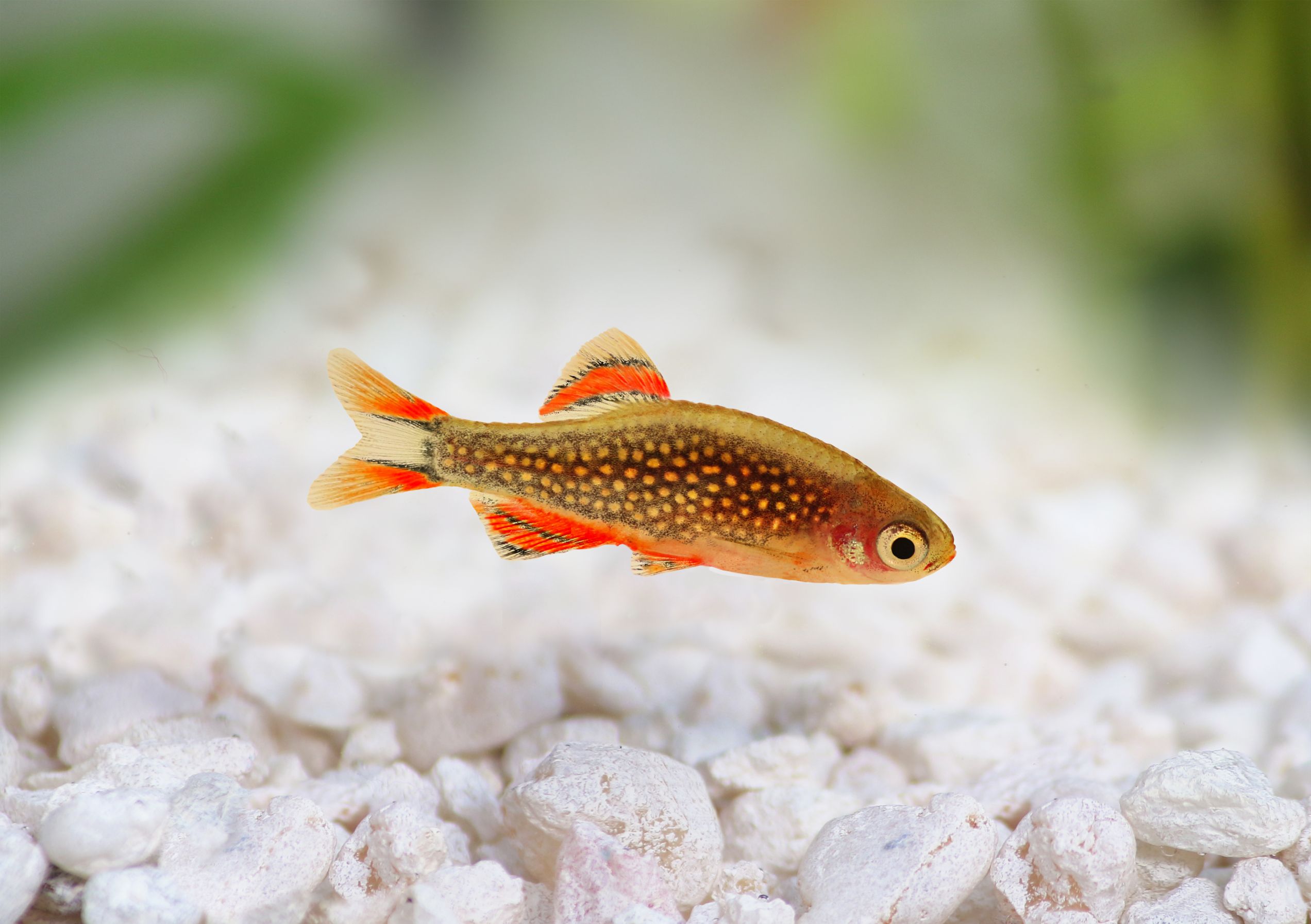 https://www.petlandracine.com/fish/galaxy-rasbora/