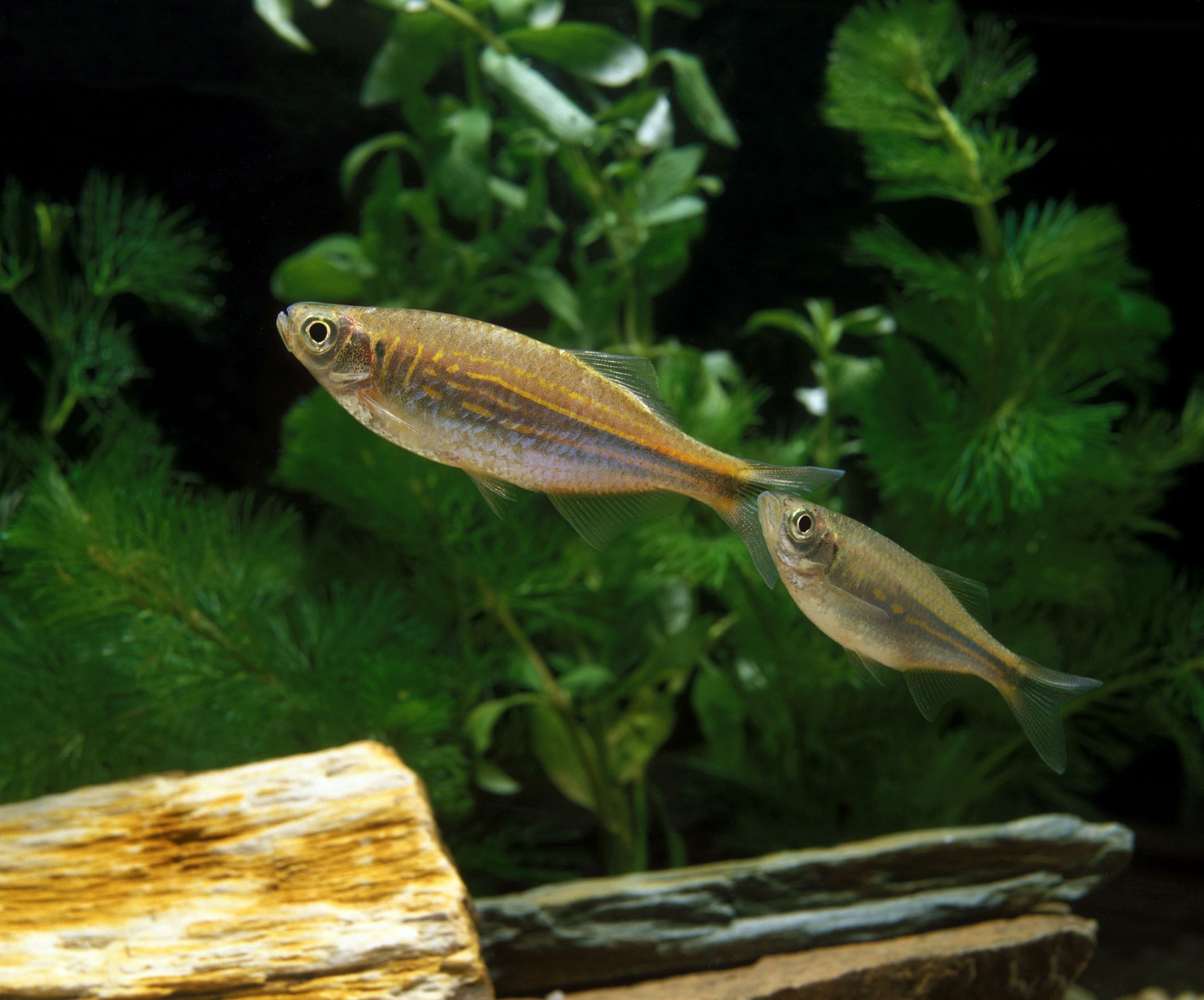 https://www.petlandracine.com/fish/giant-danio/