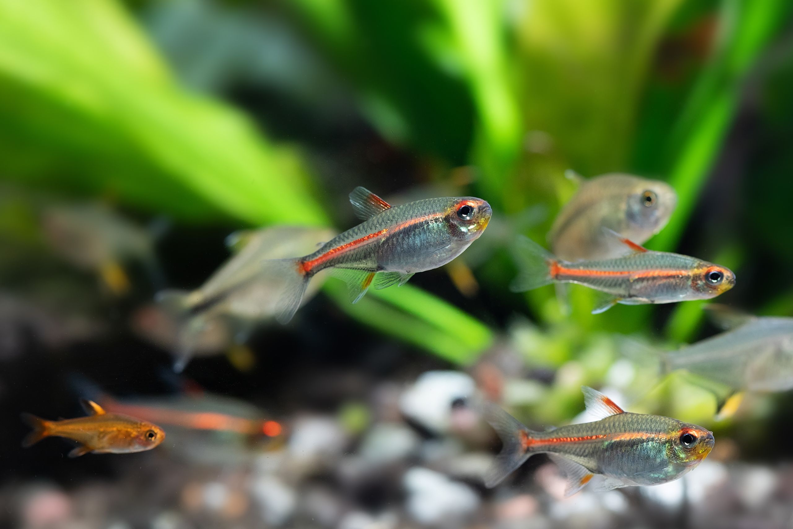 https://www.petlandracine.com/fish/glo-lite-tetra/