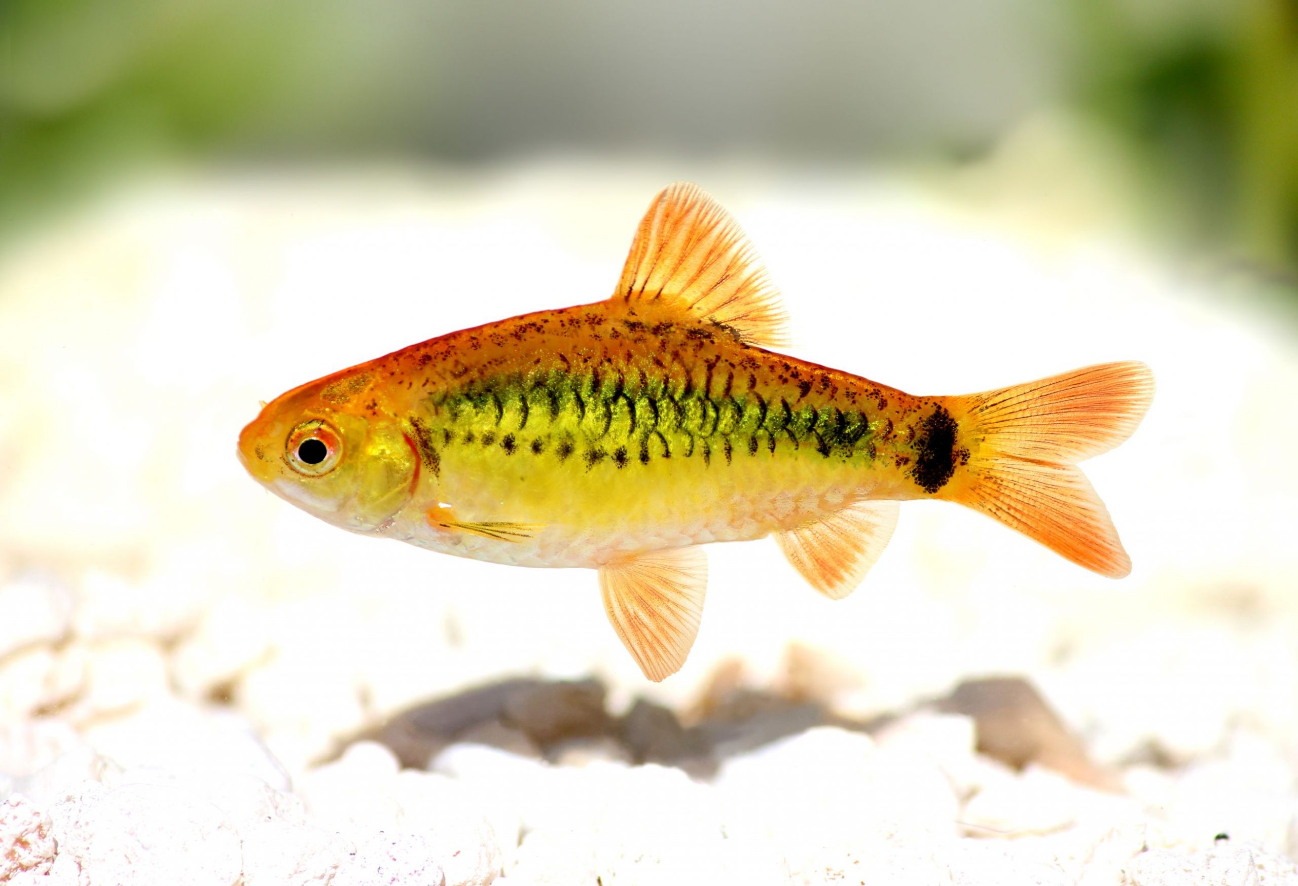 https://www.petlandracine.com/fish/gold-barb/