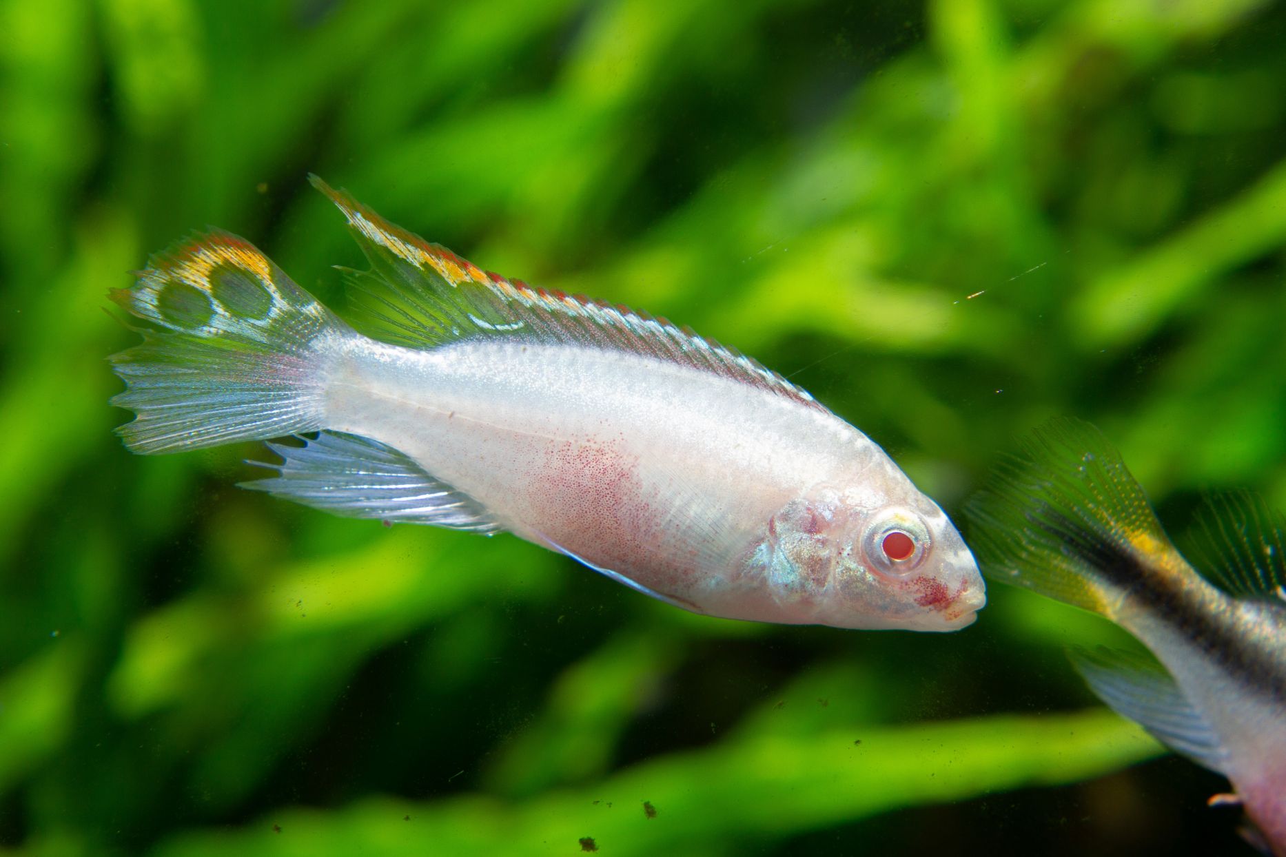 https://www.petlandracine.com/fish/gold-kribensis/