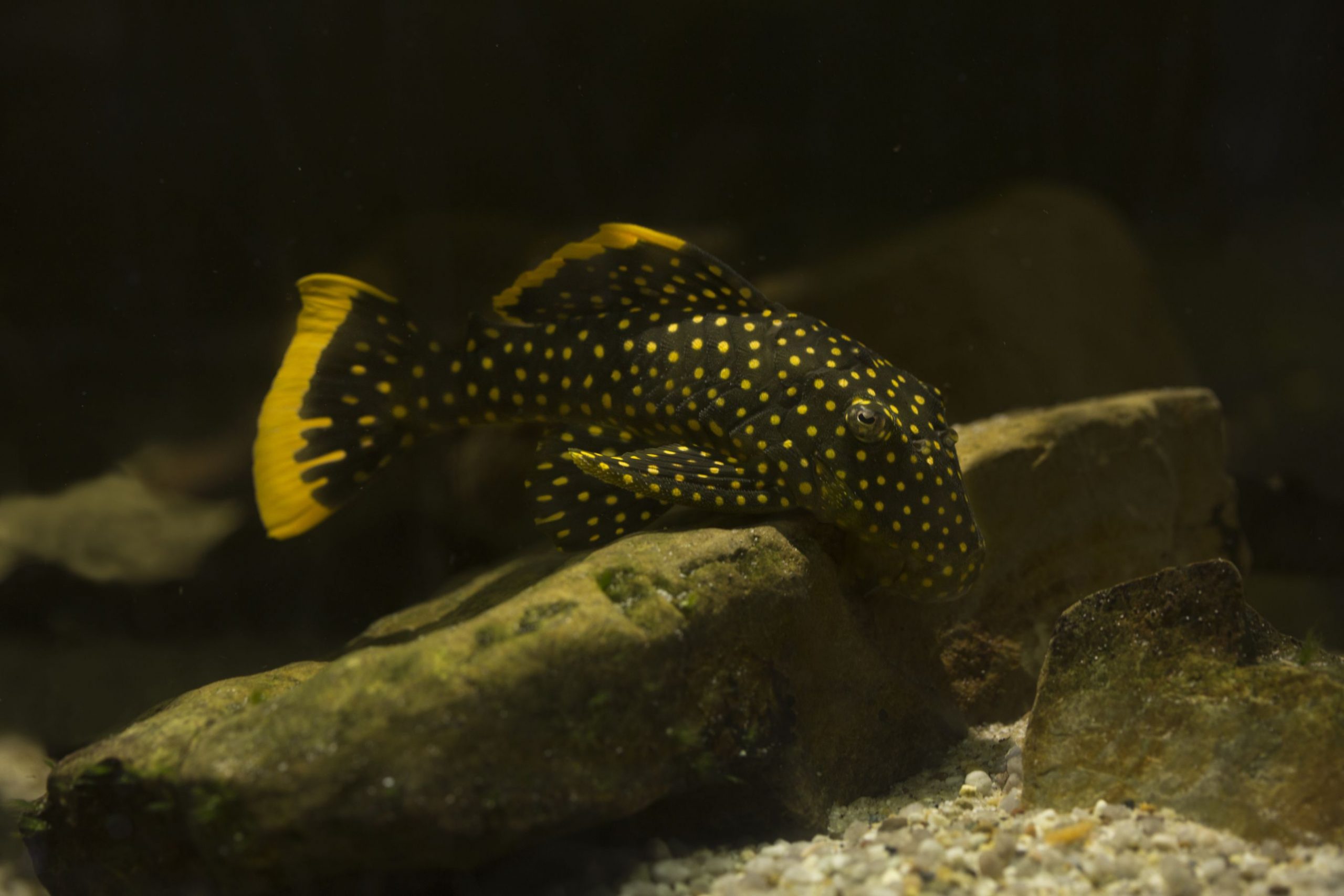 https://www.petlandracine.com/fish/gold-nugget-pleco/