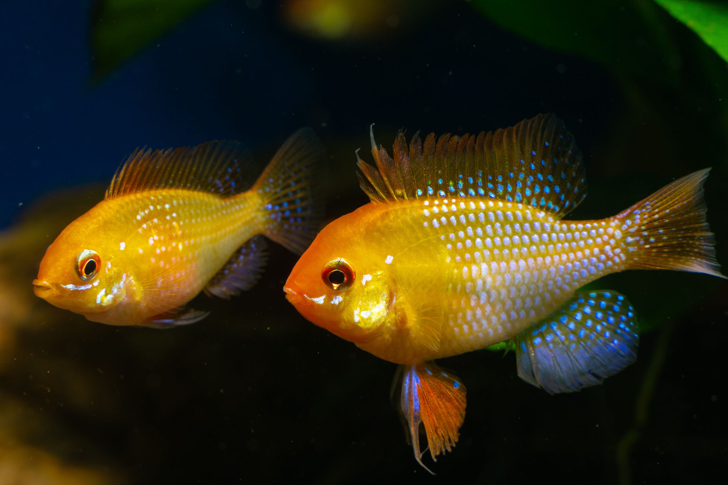 https://www.petlandracine.com/fish/gold-ram/