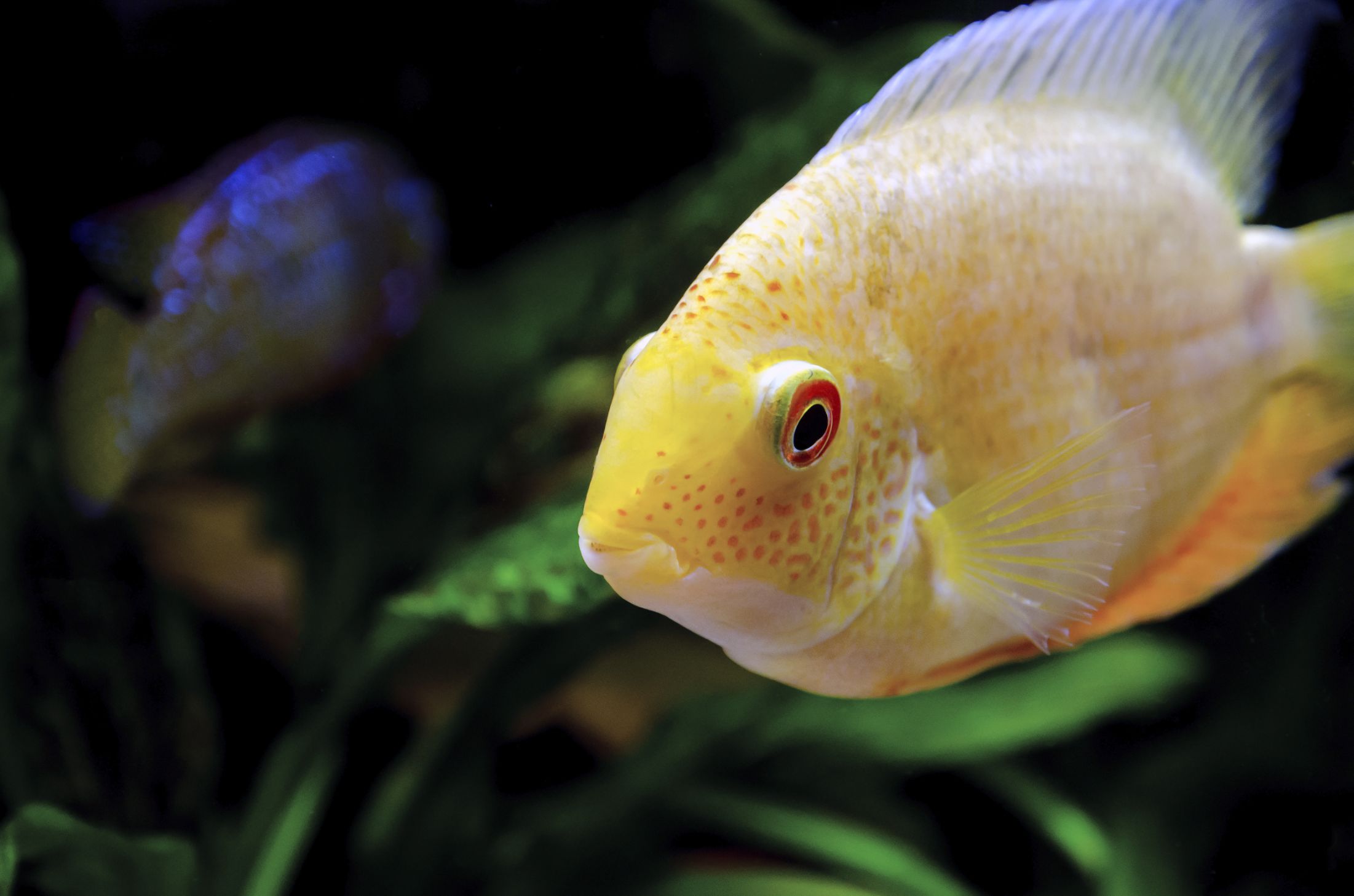 https://www.petlandracine.com/fish/gold-severum/